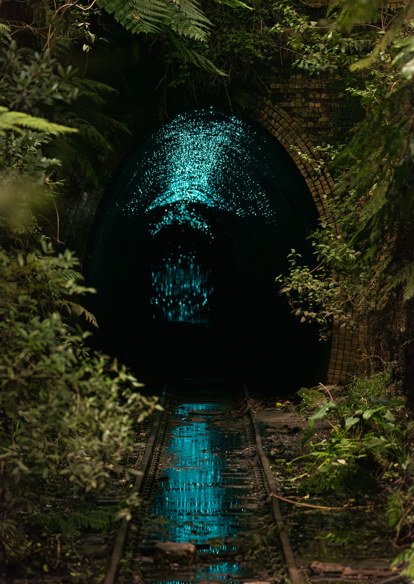 © Darren Creighton Photography | Helensburgh Glow Worm Tunnel