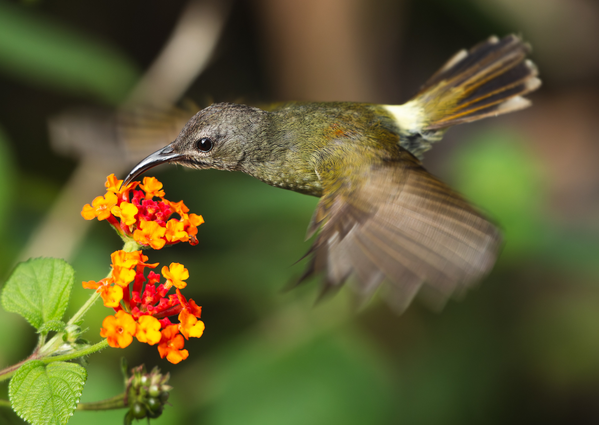 © Darren Creighton Photography  |  Peninsular Malaysia  |  Fraser's Hill