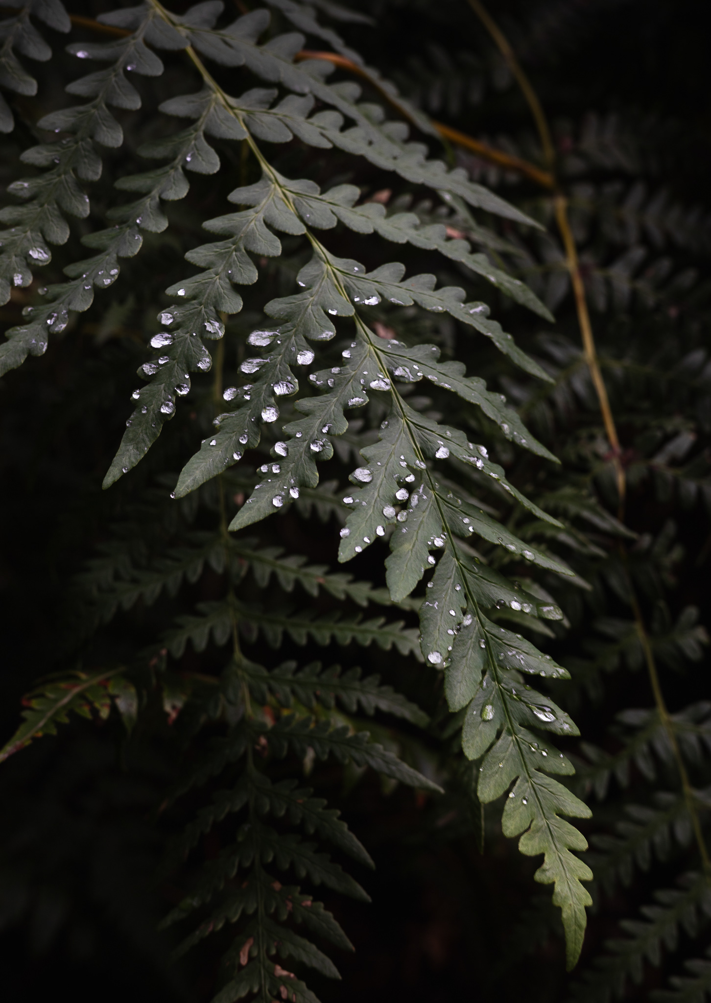 © Darren Creighton Photography | Rakiura
