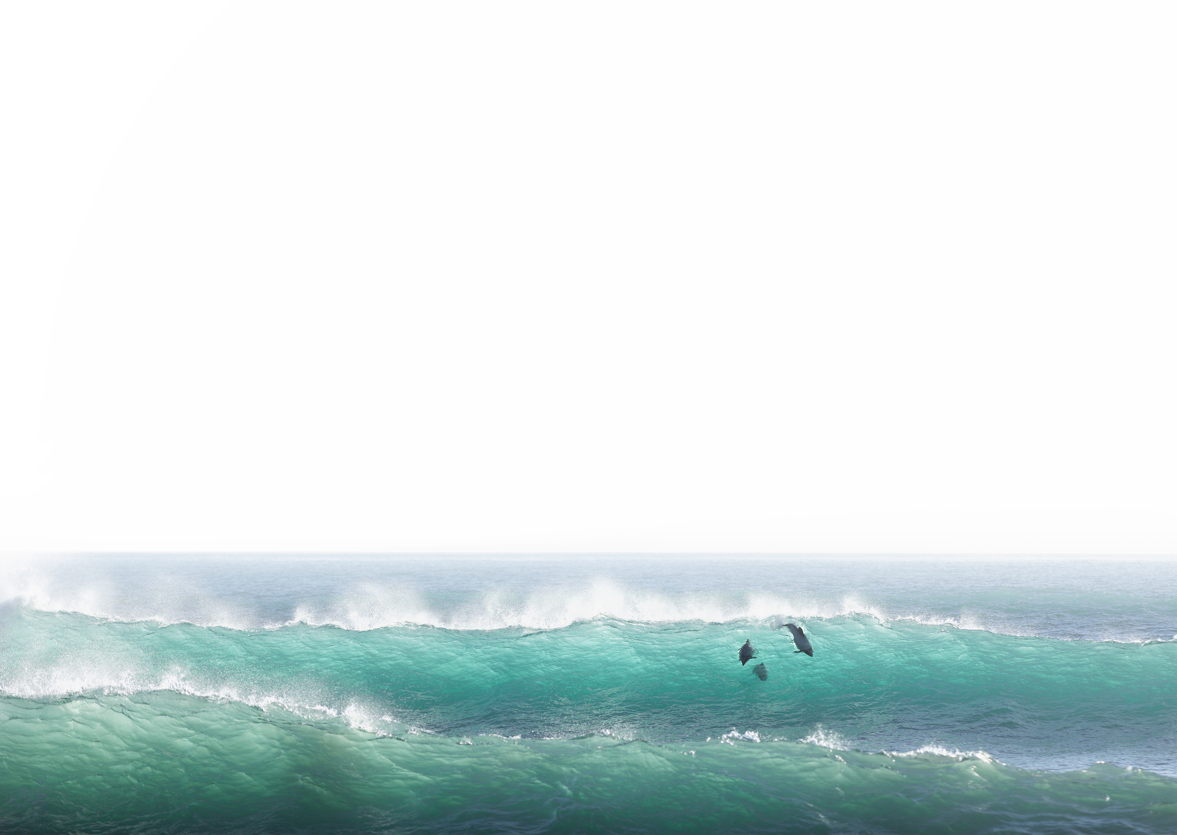 © Darren Creighton Photography  |  South Westland  |  Tutumairekurai  |  Hectors Dolphins