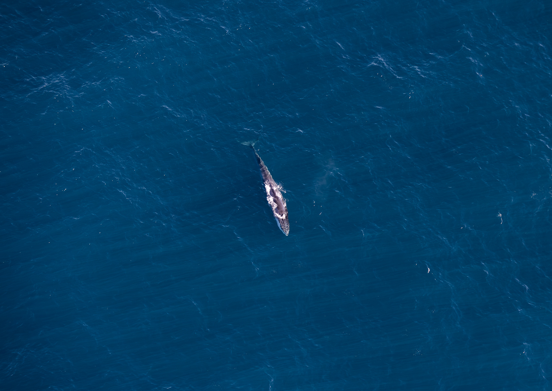 © Darren Creighton Photography  |  Kaikoura  |  Fin Whale
