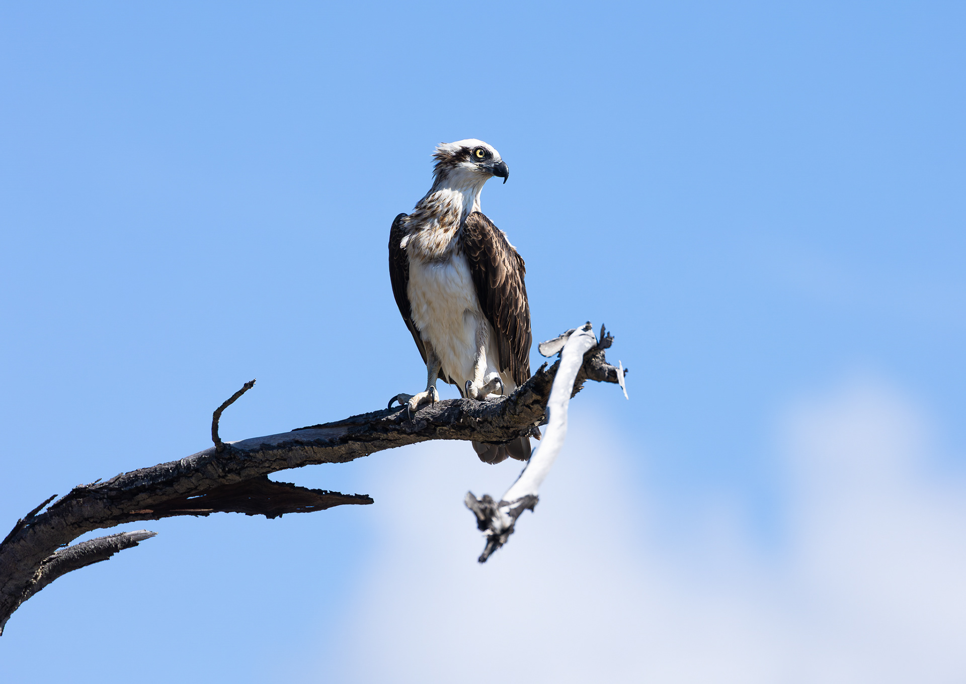 © Darren Creighton Photography | Osprey in 1770
