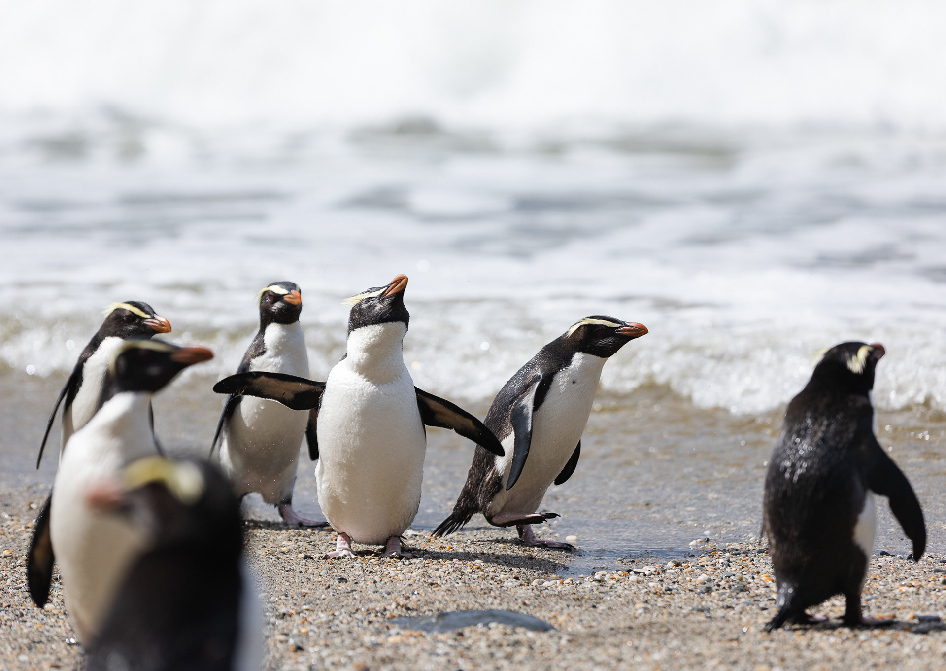 © Darren Creighton Photography | Tawaki | Fiordland Crested Penguin