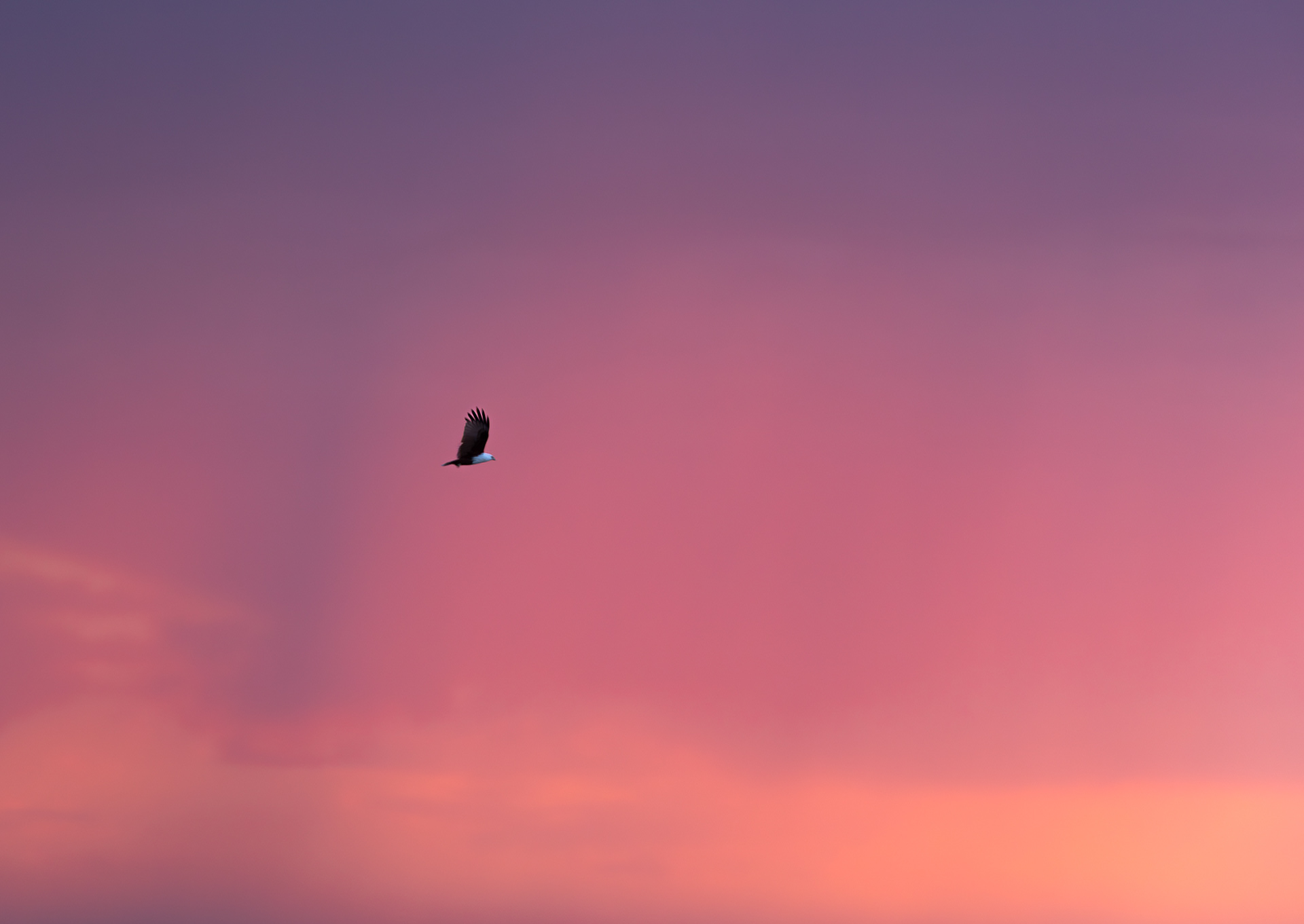 © Darren Creighton Photography | Brahminy Kite & Sunset at Hervey Bay