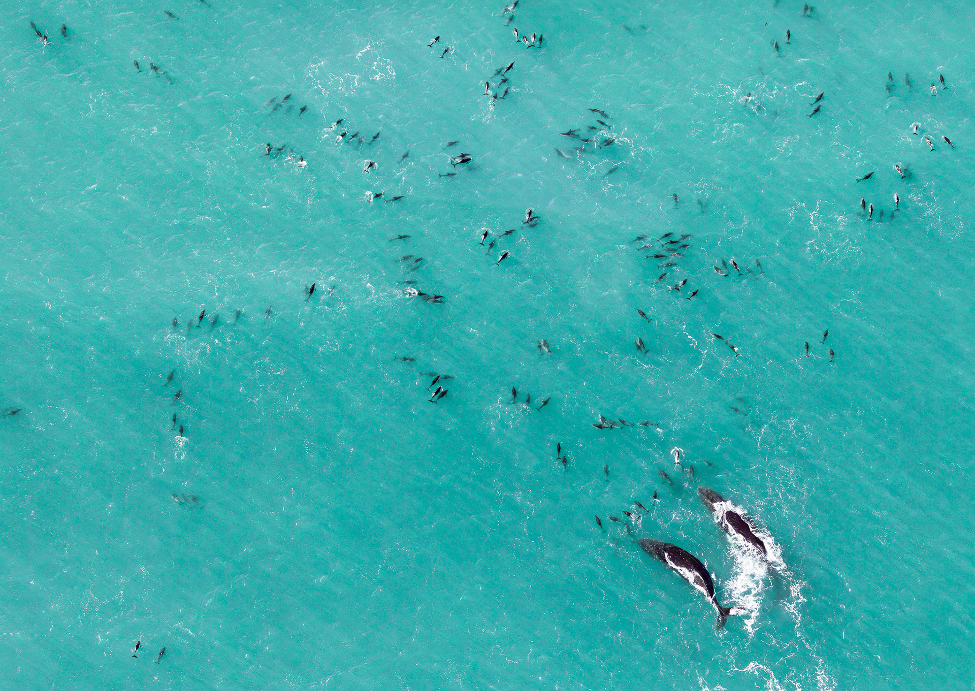 © Darren Creighton Photography  |  Kaikoura  |  Humpback Whales & Dusky Dolphins
