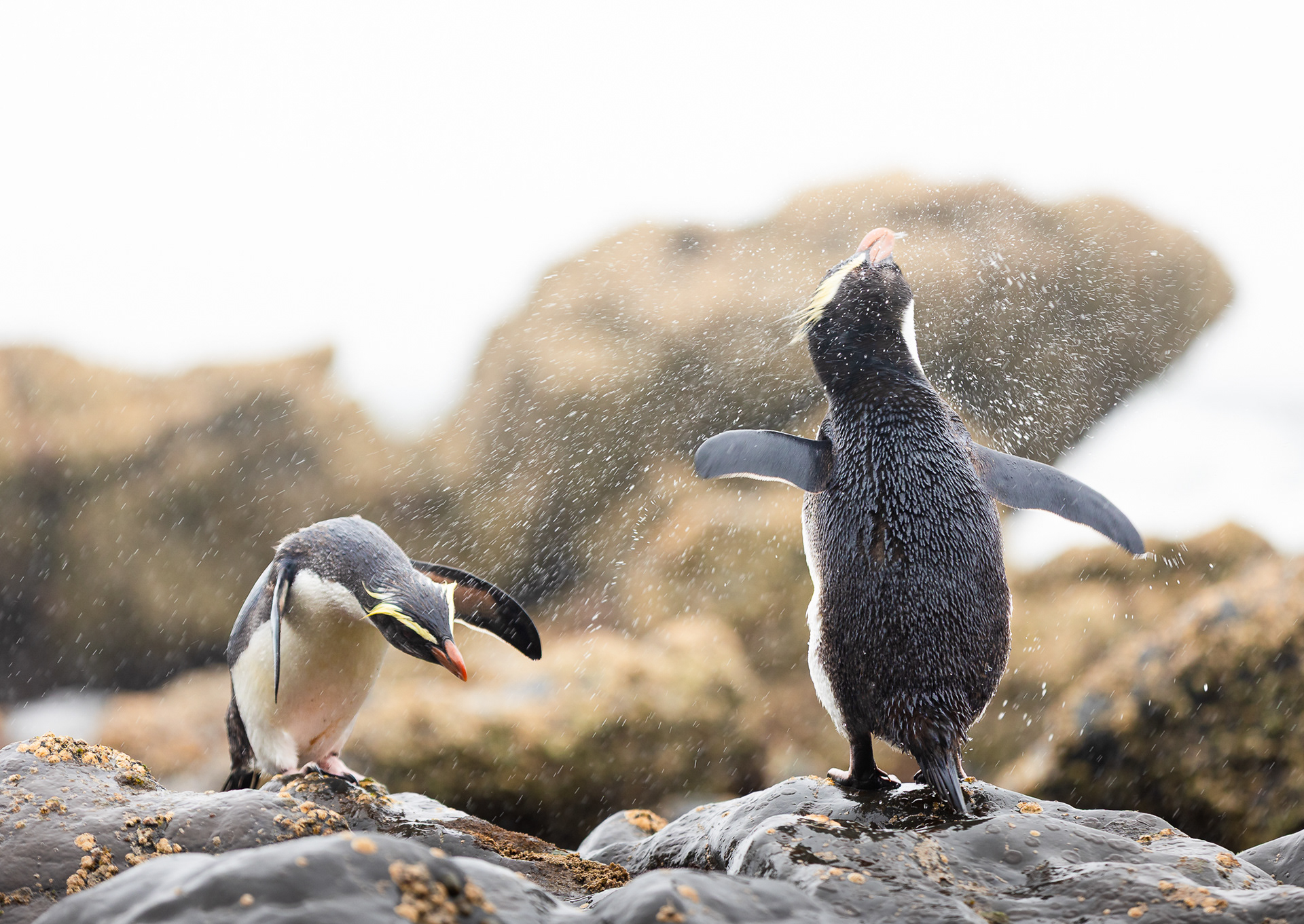 © Darren Creighton Photography  |  West Coast NZ
