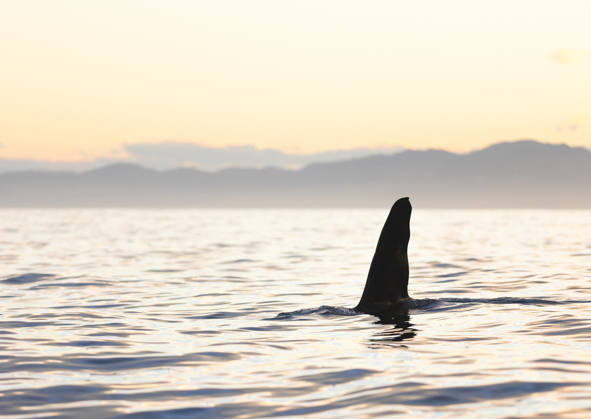© Darren Creighton Photography | Kaikoura