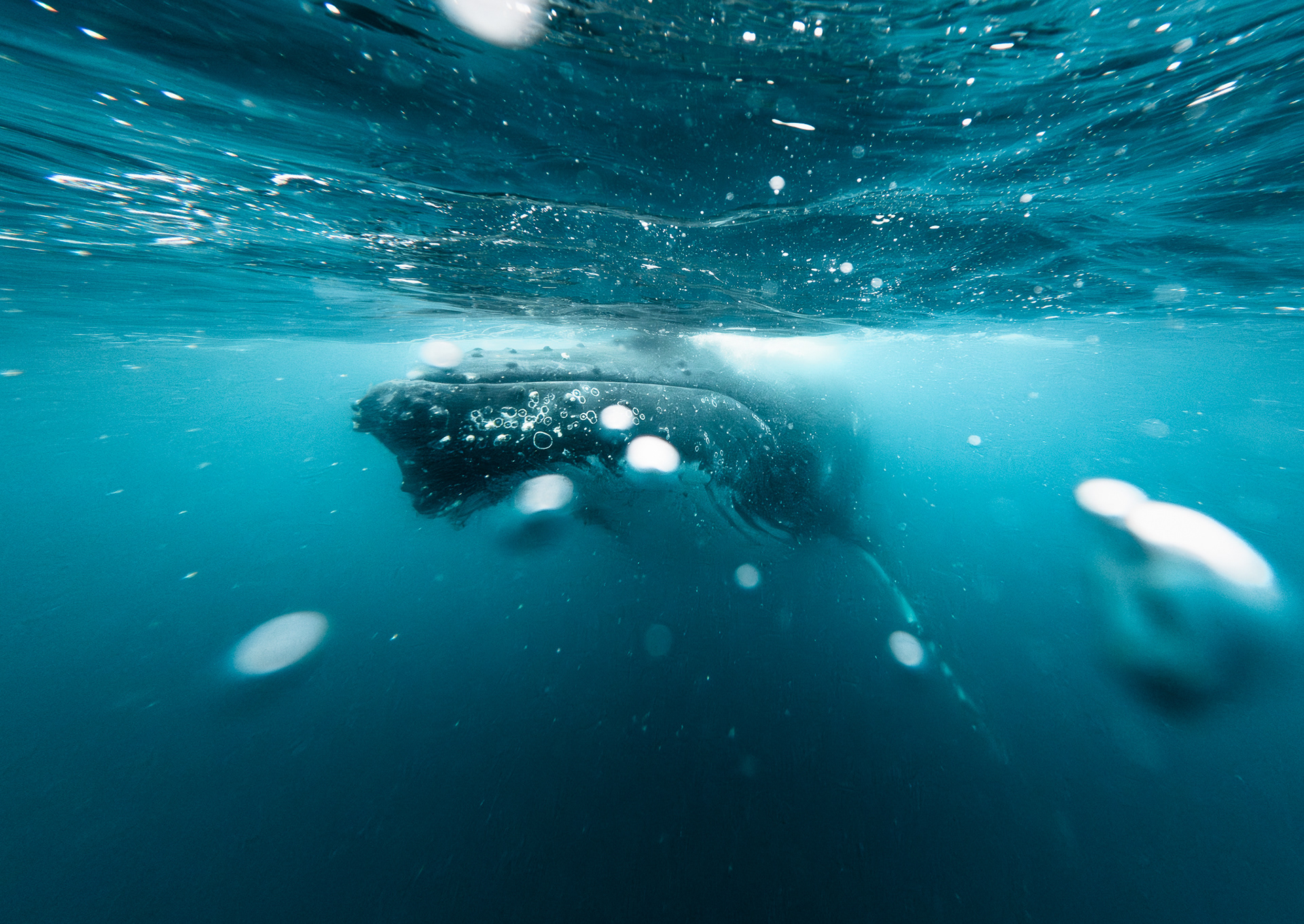 © Darren Creighton Photography  |  Humpback Whale off the coast of K'gari