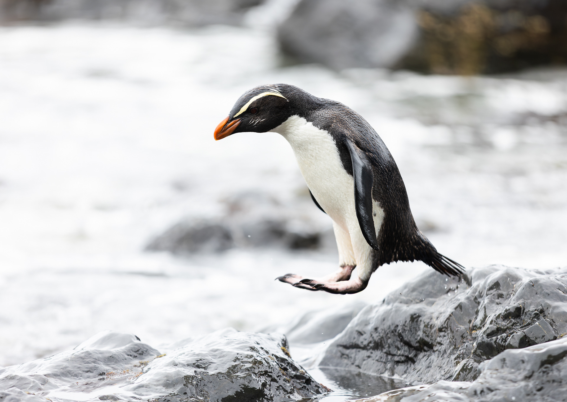 © Darren Creighton Photography | Tawaki | Fiordland Crested Penguin