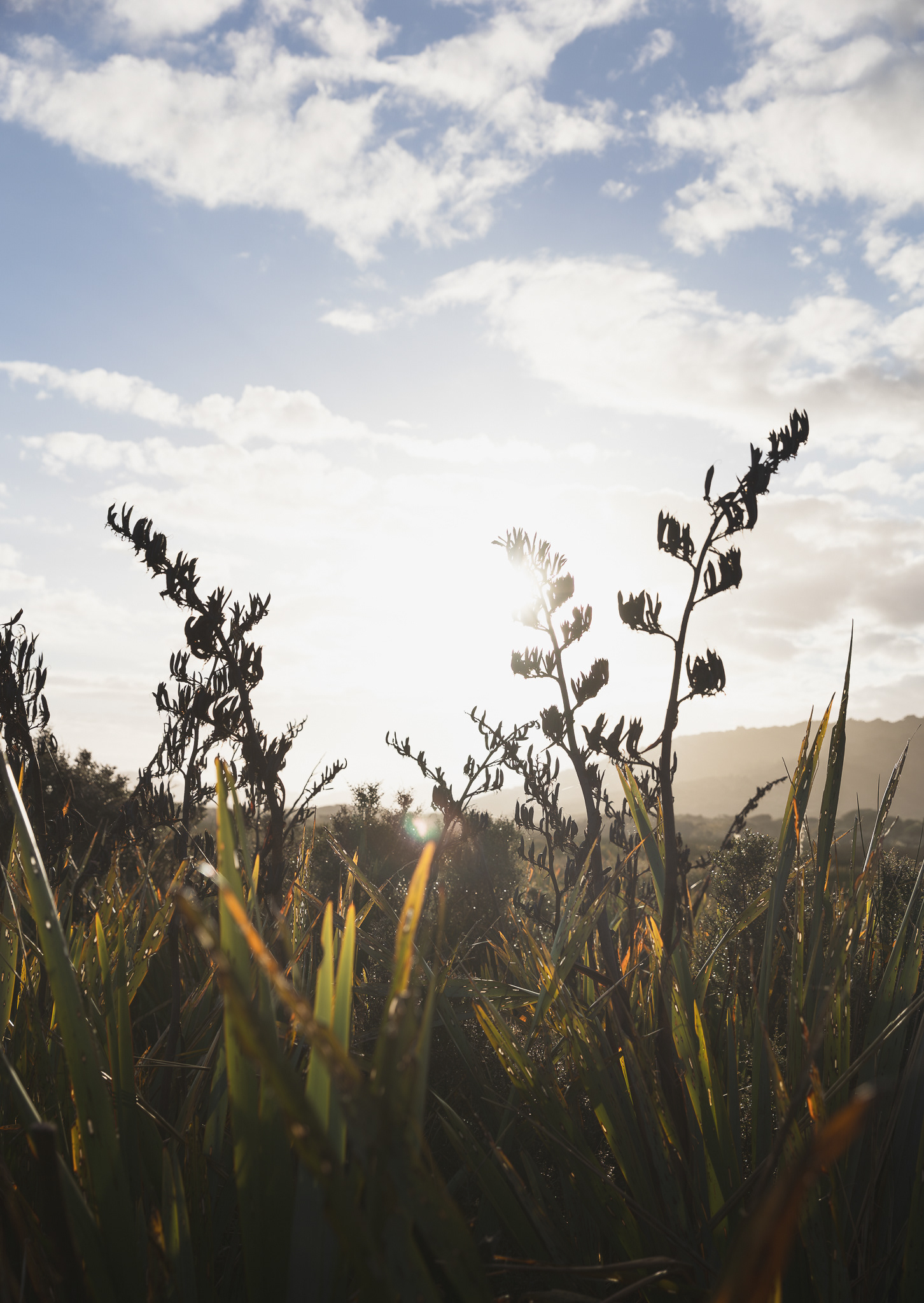 © Darren Creighton Photography  |  Rakiura  |  Harakeke