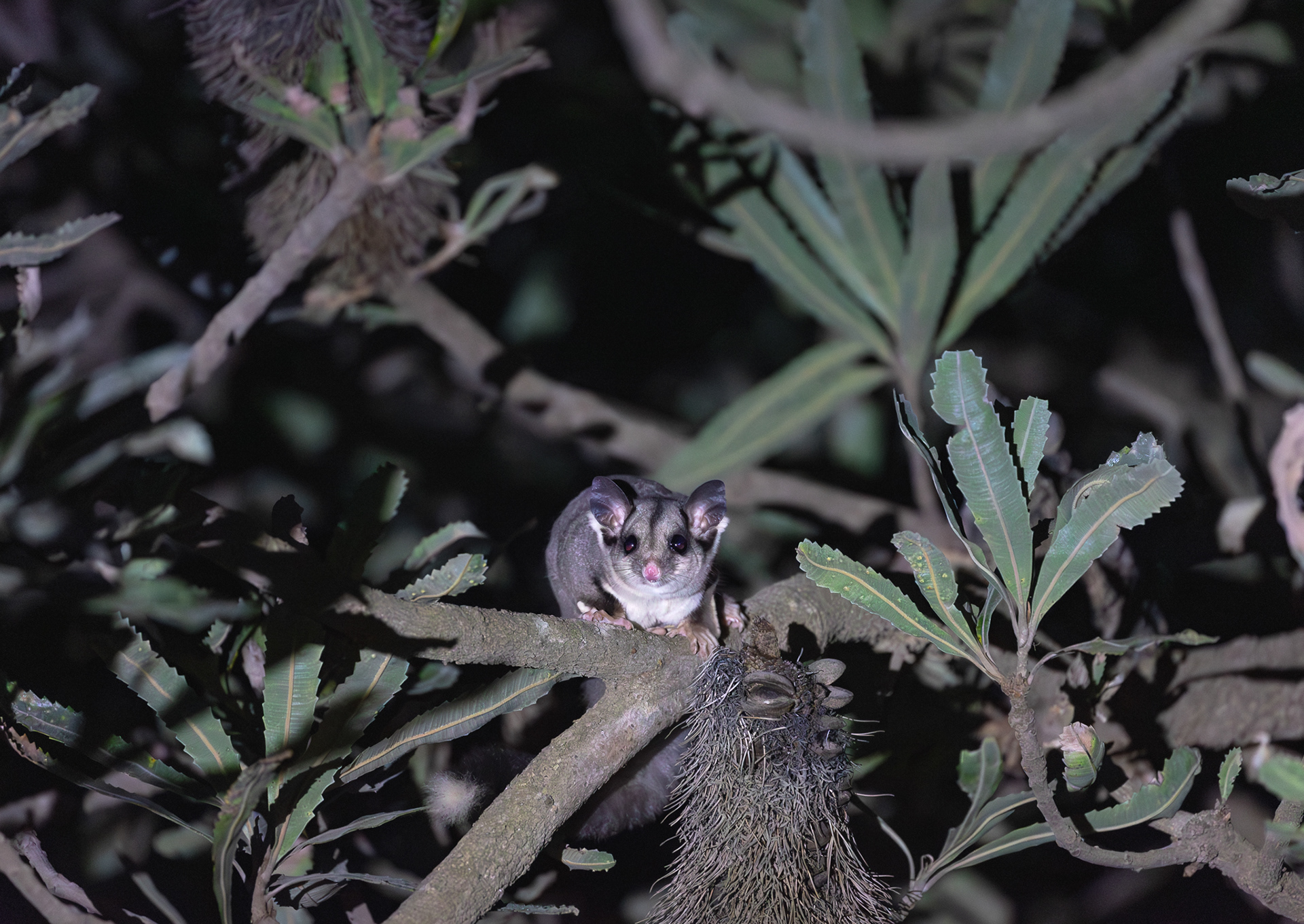 © Darren Creighton Photography | Sugar Glider at Seal Rocks