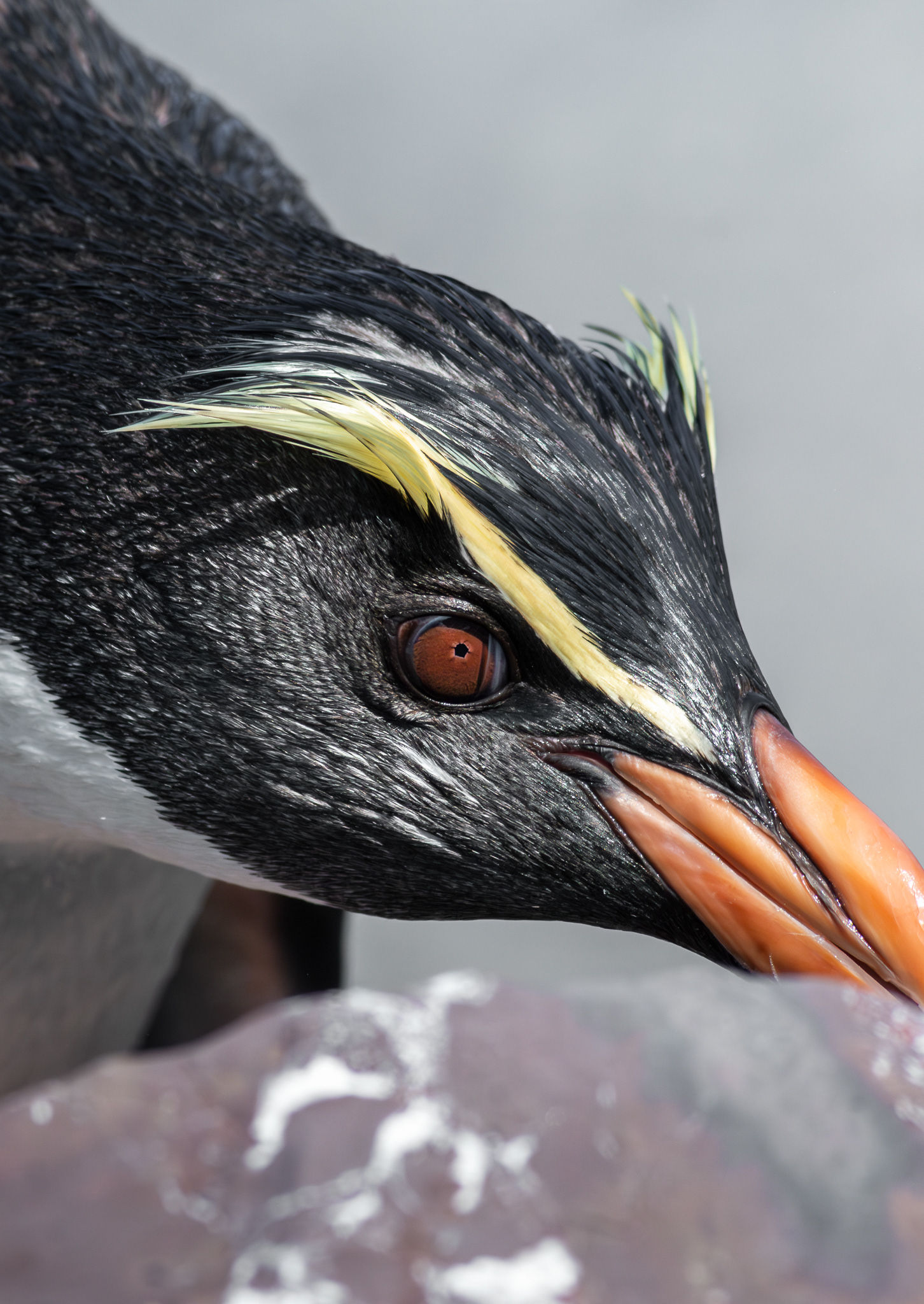 © Darren Creighton Photography | Tawaki | Fiordland Crested Penguin