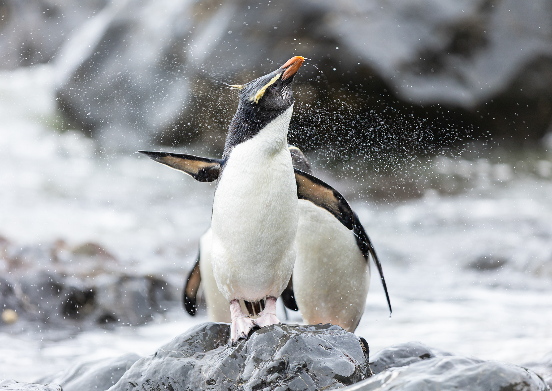 © Darren Creighton Photography | West Coast | Tawaki