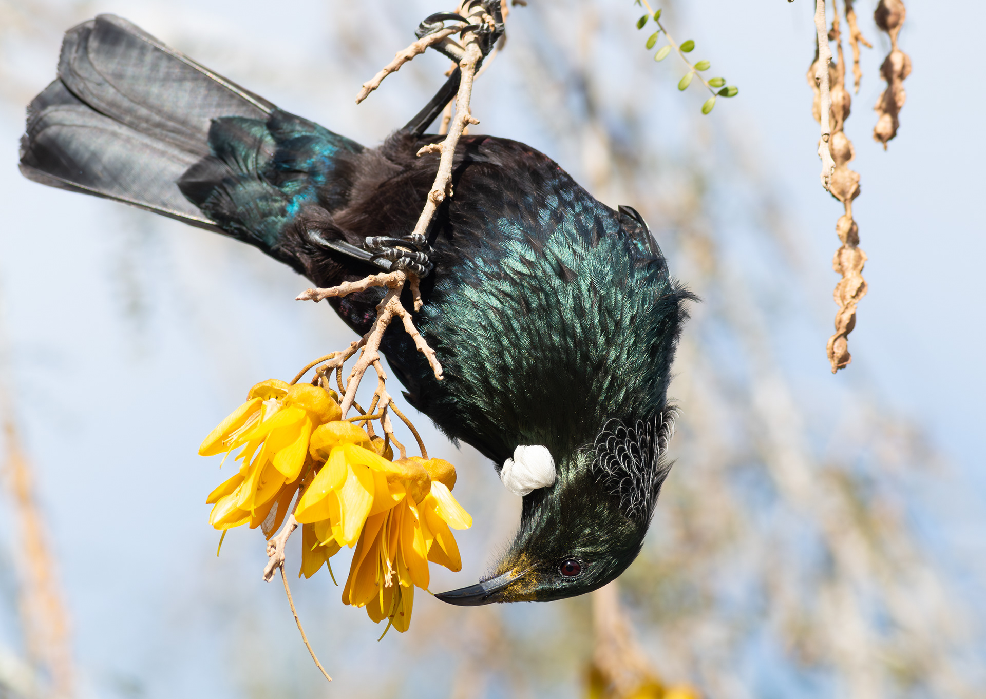 © Darren Creighton Photography  |  West Coast NZ