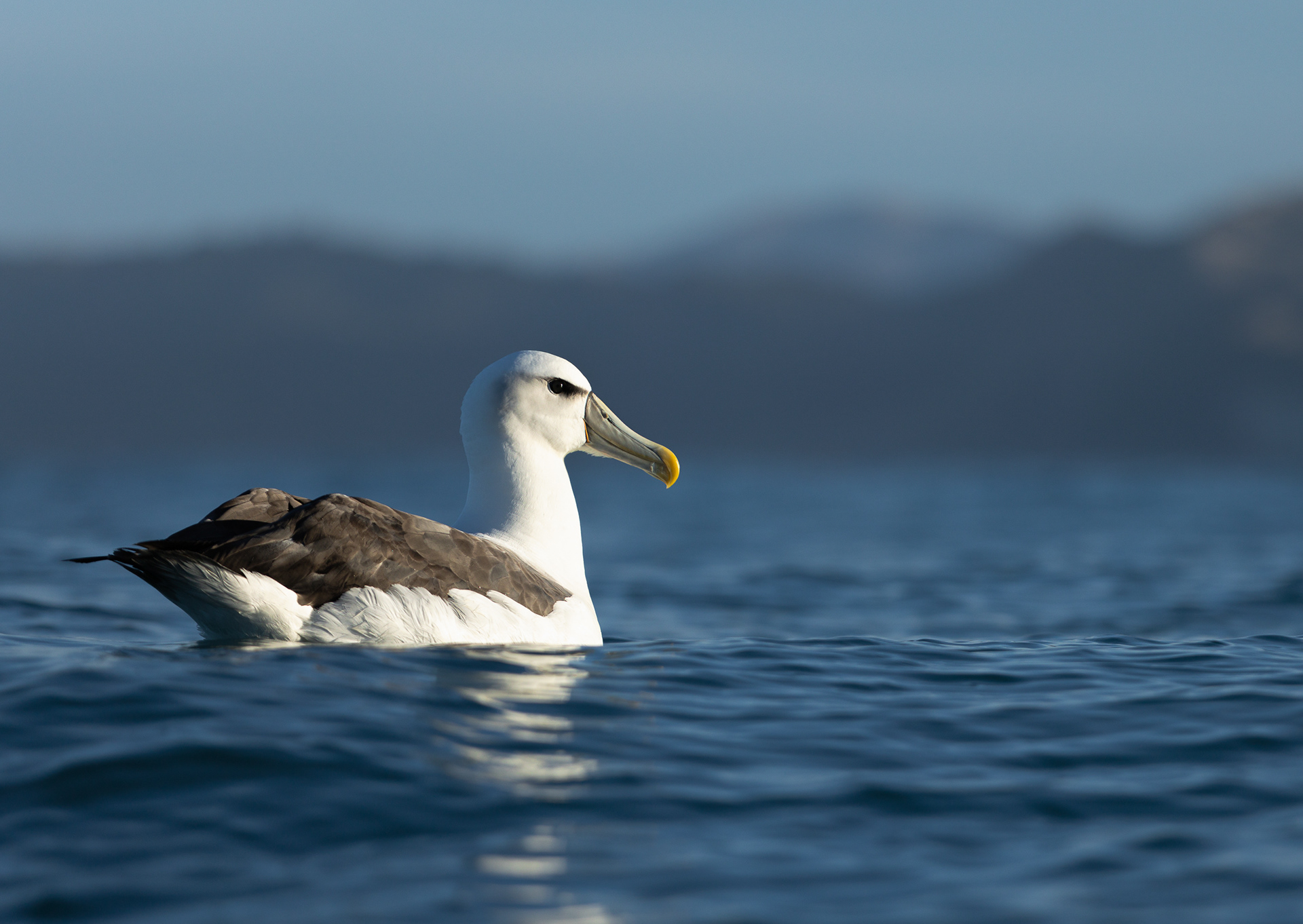 © Darren Creighton Photography | Kaikoura | Albatross