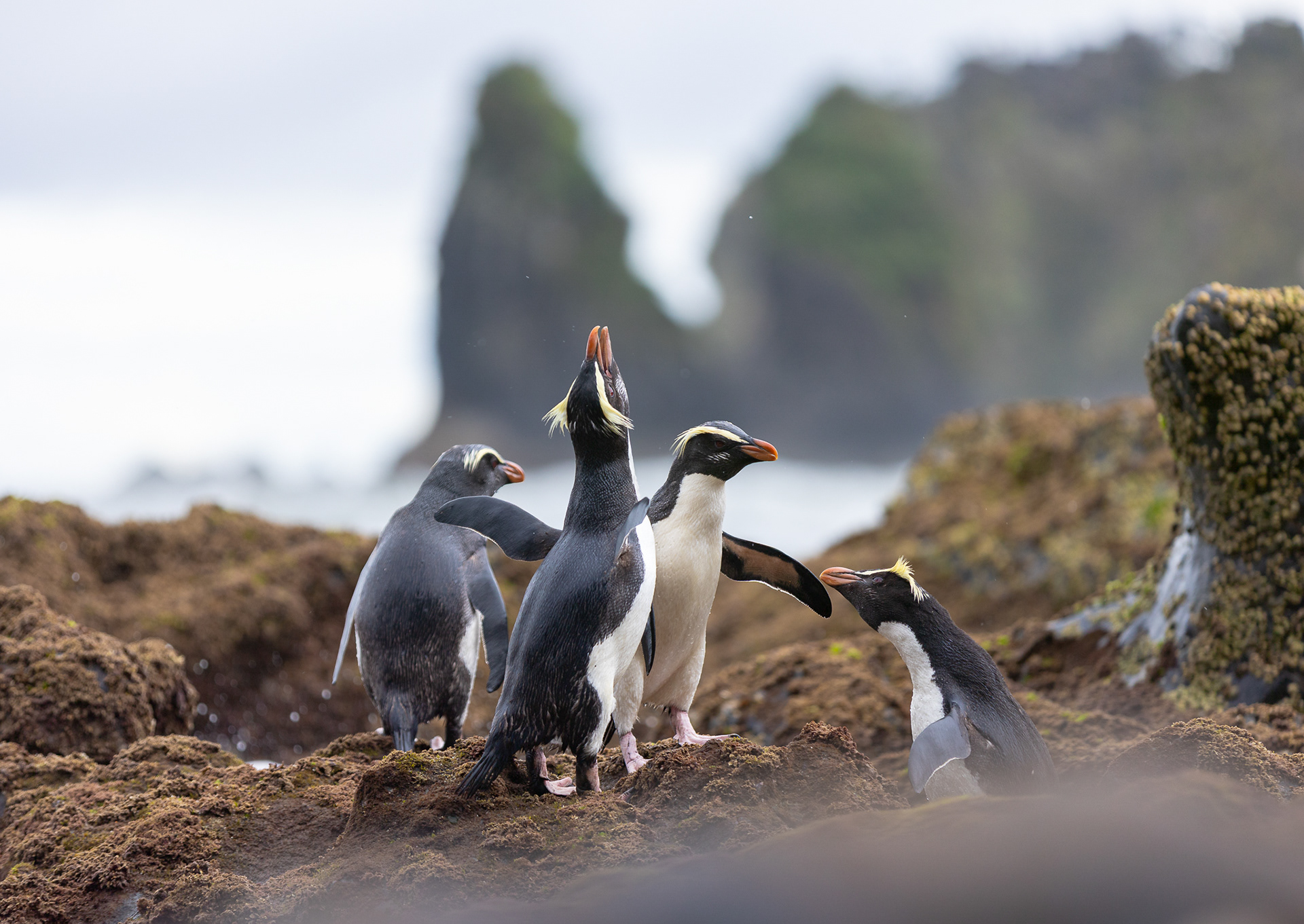 © Darren Creighton Photography | Tawaki | Fiordland Crested Penguin