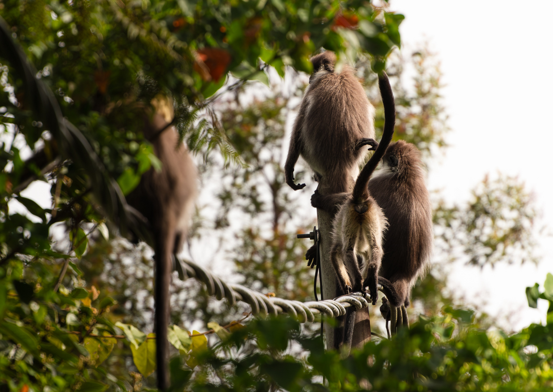 © Darren Creighton Photography  |  Malaysia