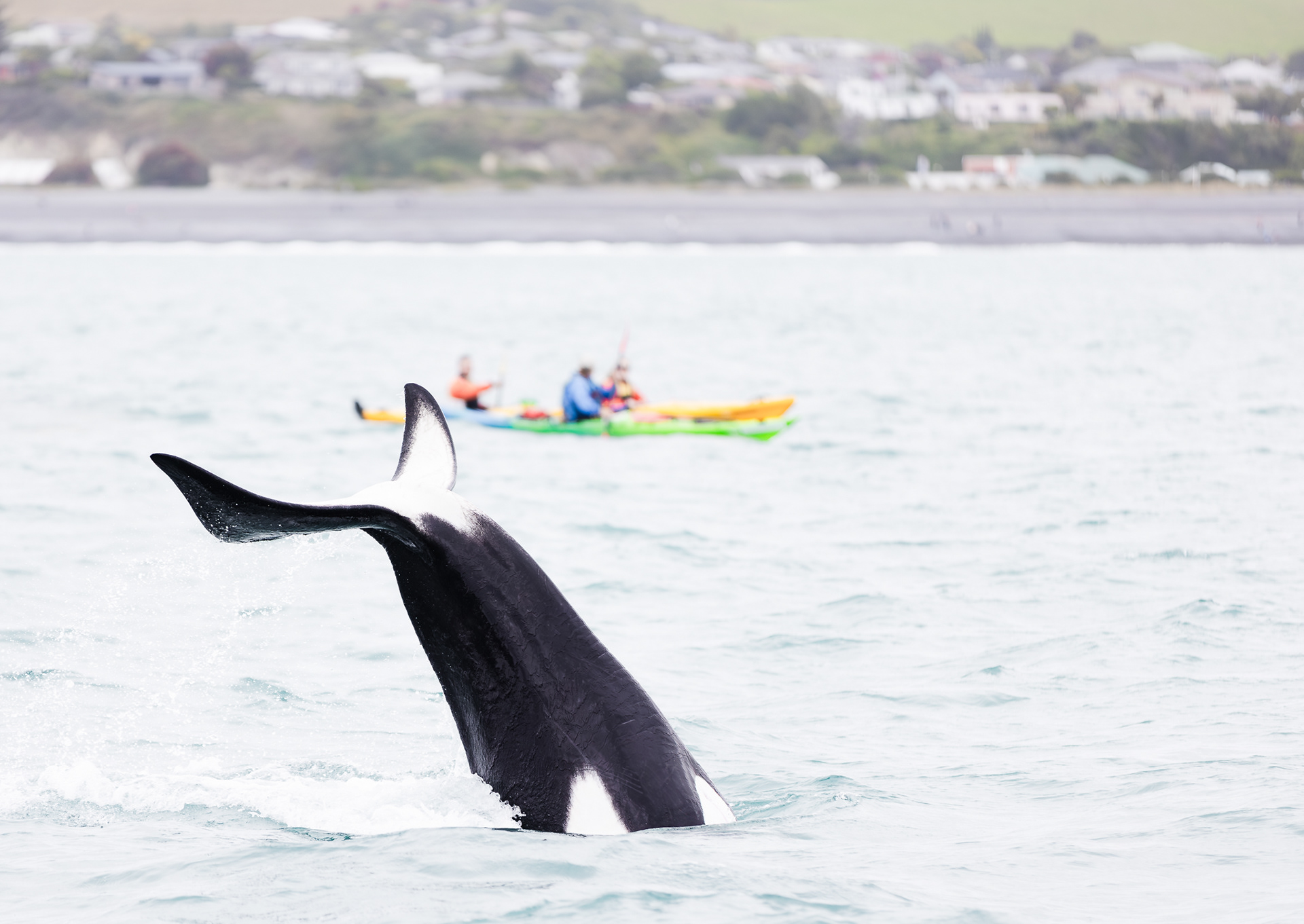 © Darren Creighton Photography | Kaikoura | Orca
