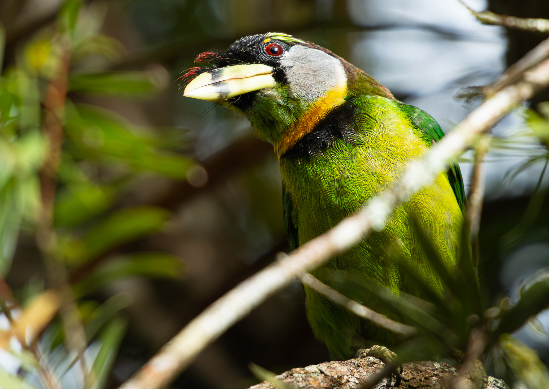 © Darren Creighton Photography  |  Peninsular Malaysia  |  Fraser's Hill