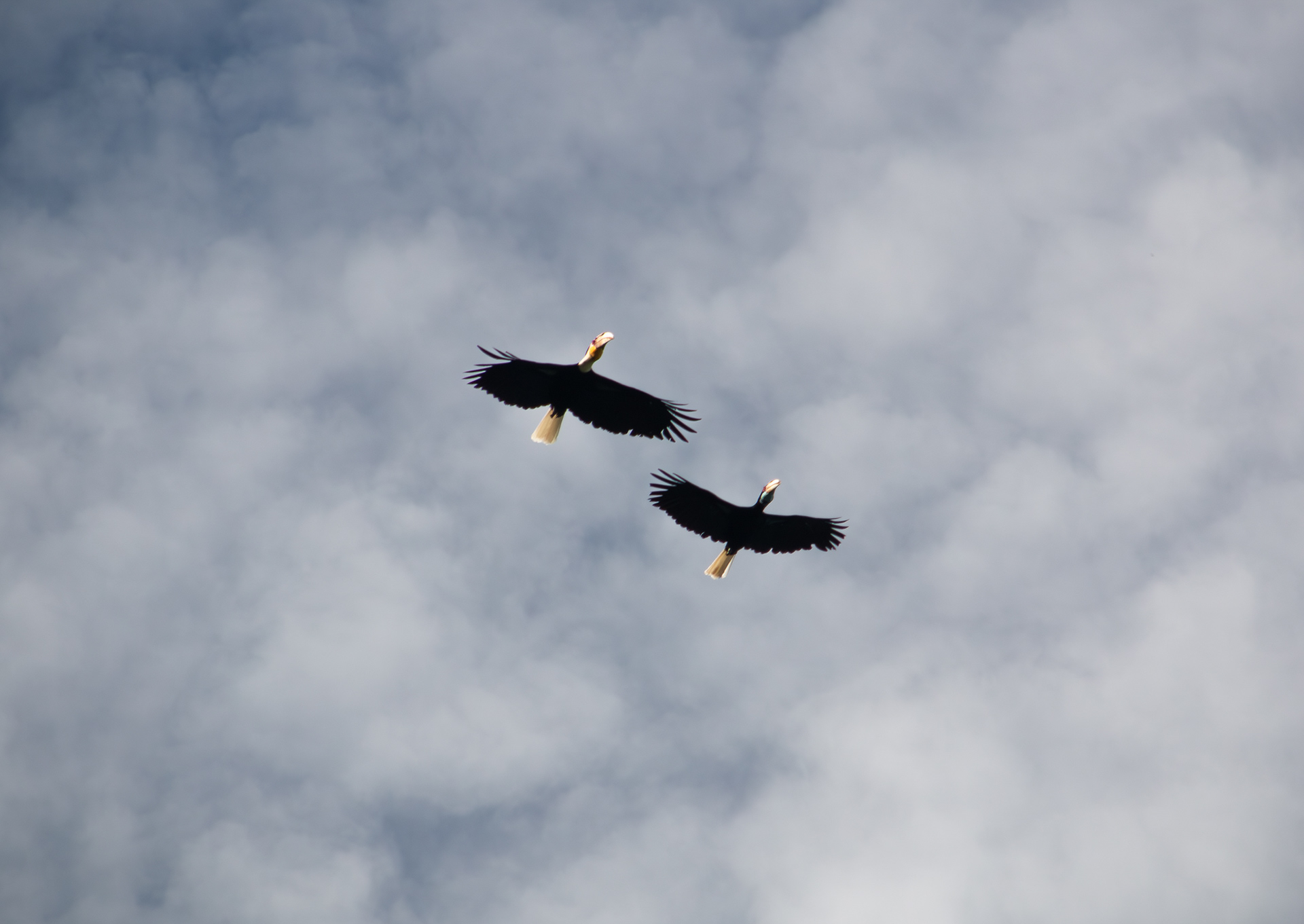 © Darren Creighton Photography  |  Malaysian Borneo  |  Tanjung Datu National Park