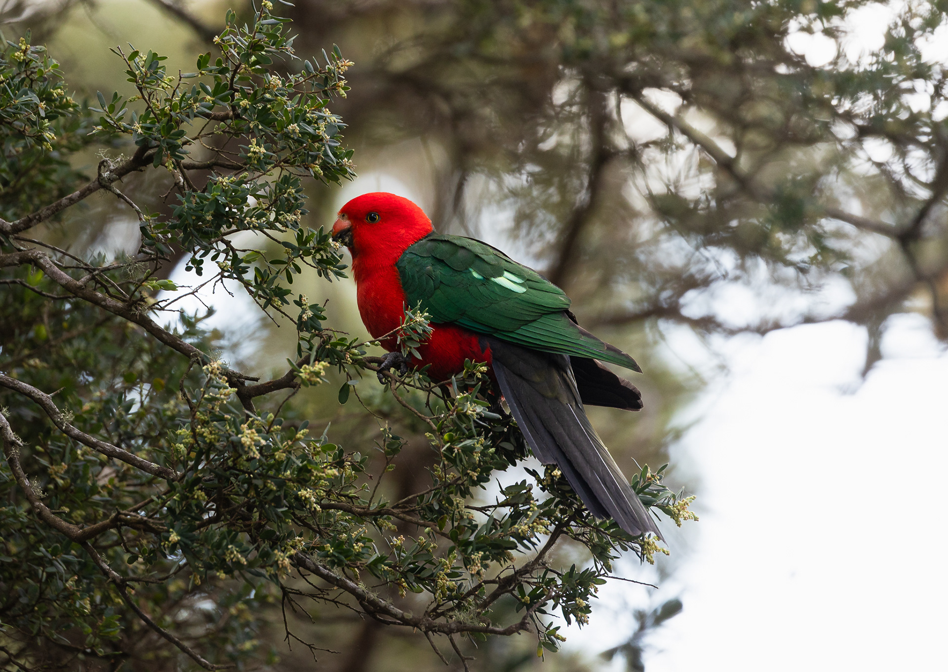 © Darren Creighton Photography  |  Australian King Parrot