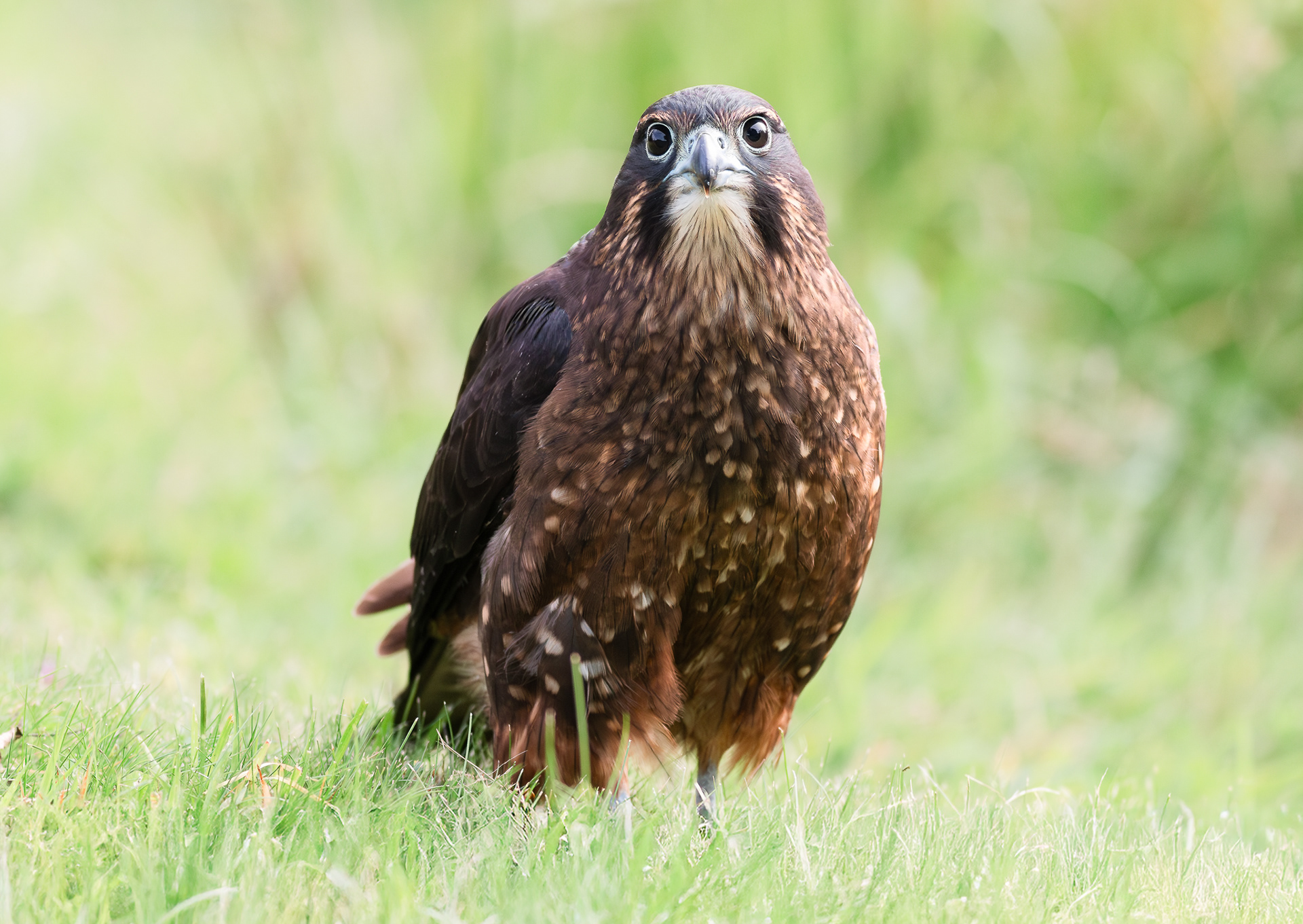 © Darren Creighton Photography  |  West Coast  |  NZ Falcon