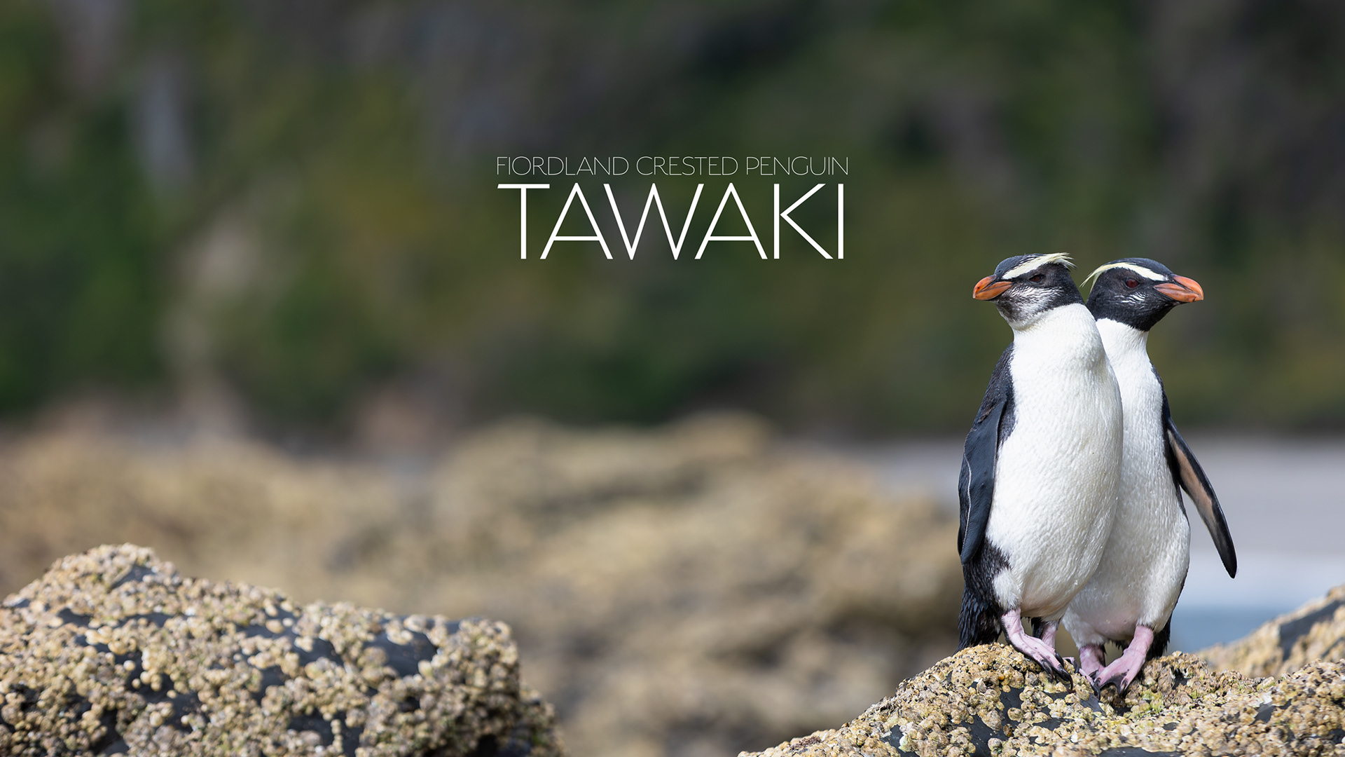 © Darren Creighton Photography  |  Tawaki  |  Fiordland Crested Penguin