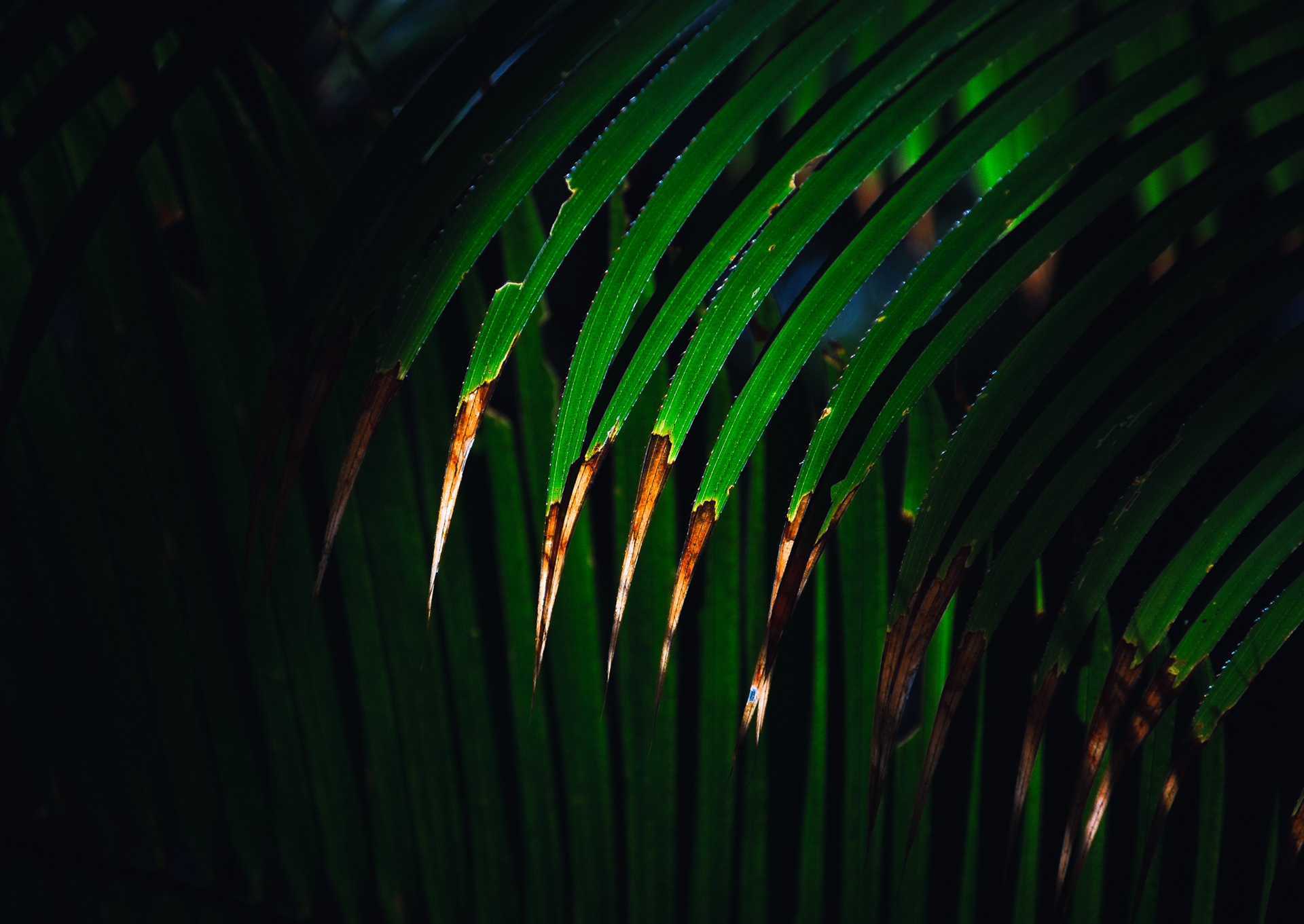 © Darren Creighton Photography  |  Malaysia