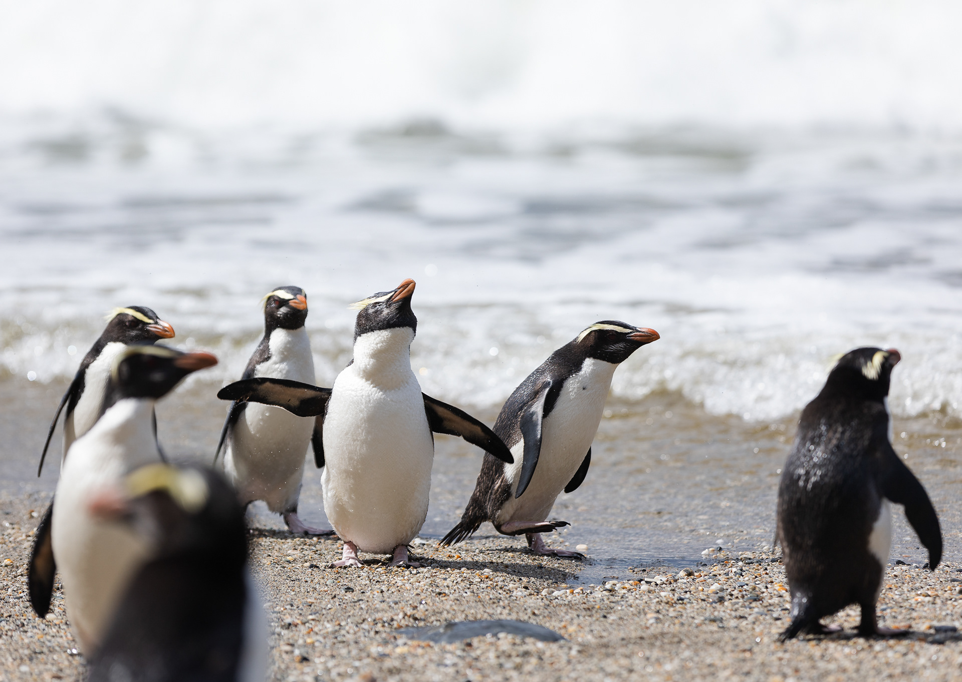 © Darren Creighton Photography  |  West Coast NZ