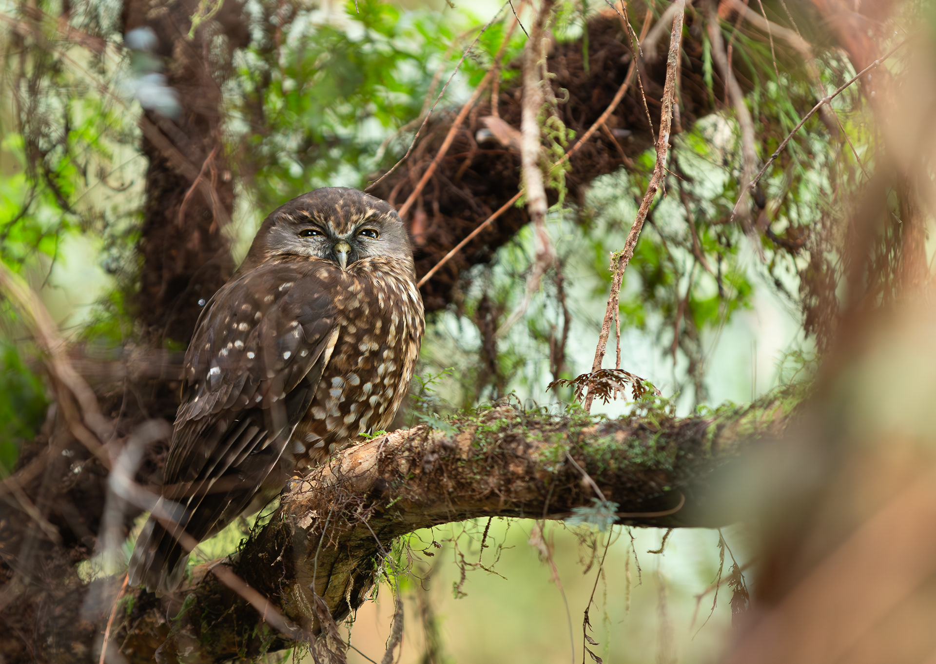 © Darren Creighton Photography  |  West Coast NZ