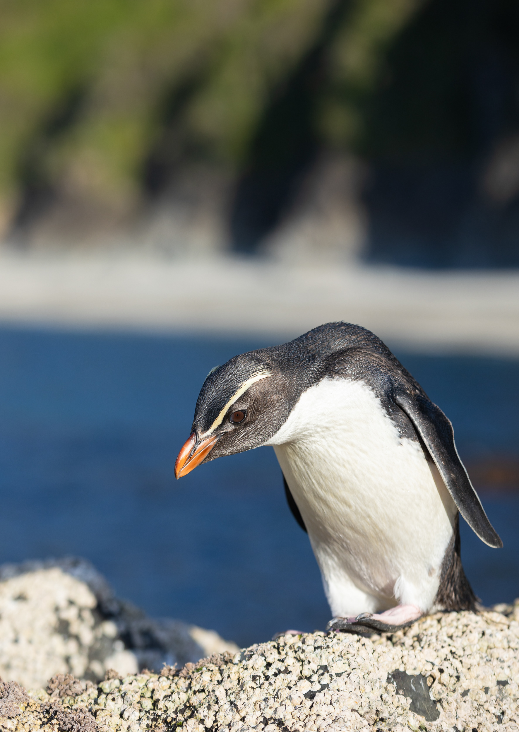 © Darren Creighton Photography | West Coast | Tawaki