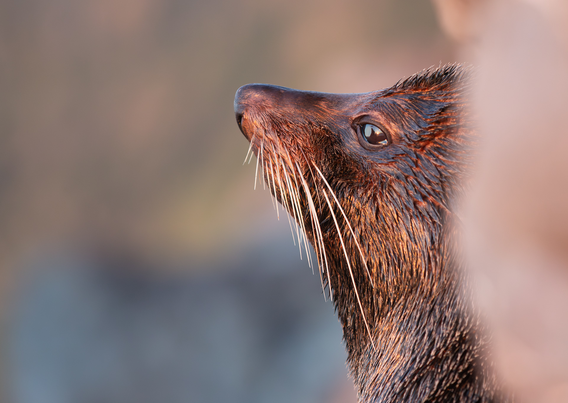 © Darren Creighton Photography  |  West Coast NZ