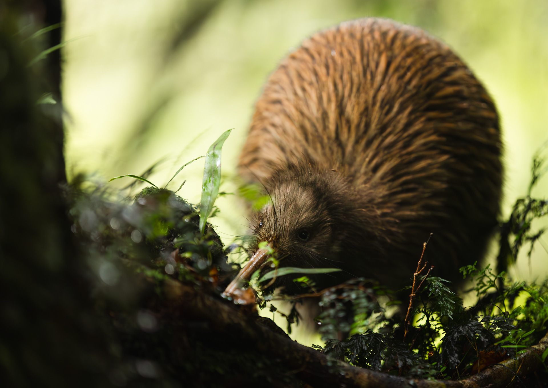 © Darren Creighton Photography | Rakiura | Tokoeka | Southern Brown Kiwi