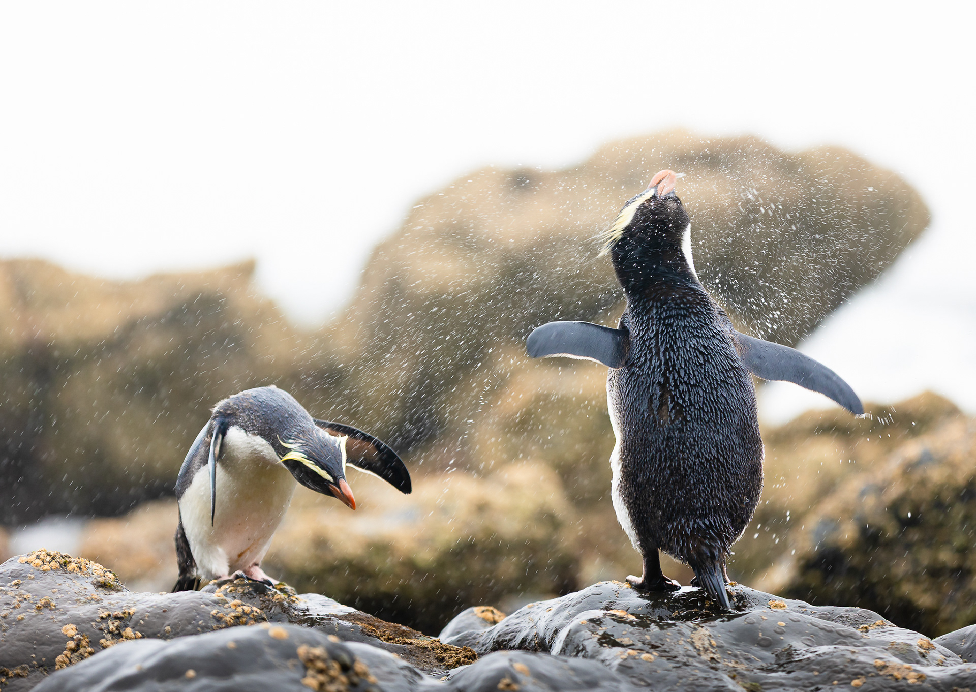 © Darren Creighton Photography | Tawaki | Fiordland Crested Penguin