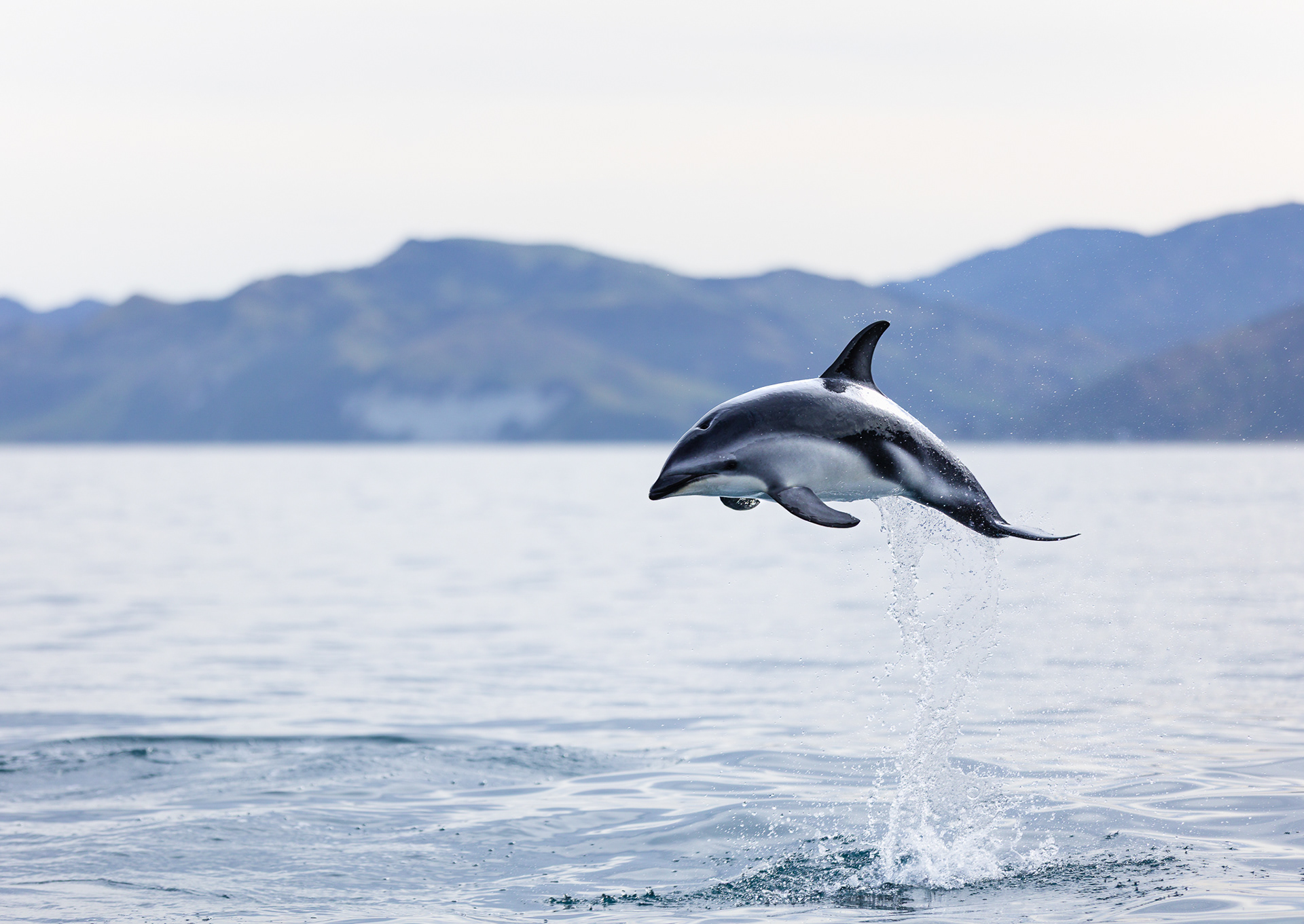 © Darren Creighton Photography | Kaikoura | Dusky Dolphin