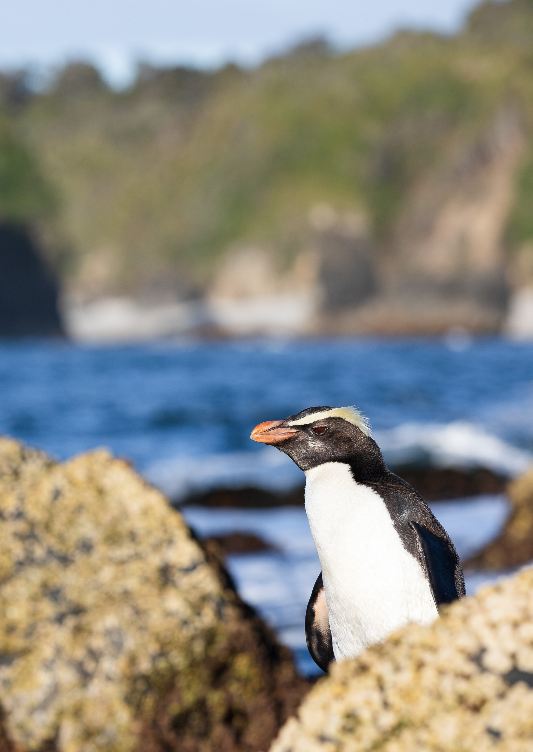 © Darren Creighton Photography | West Coast | Tawaki