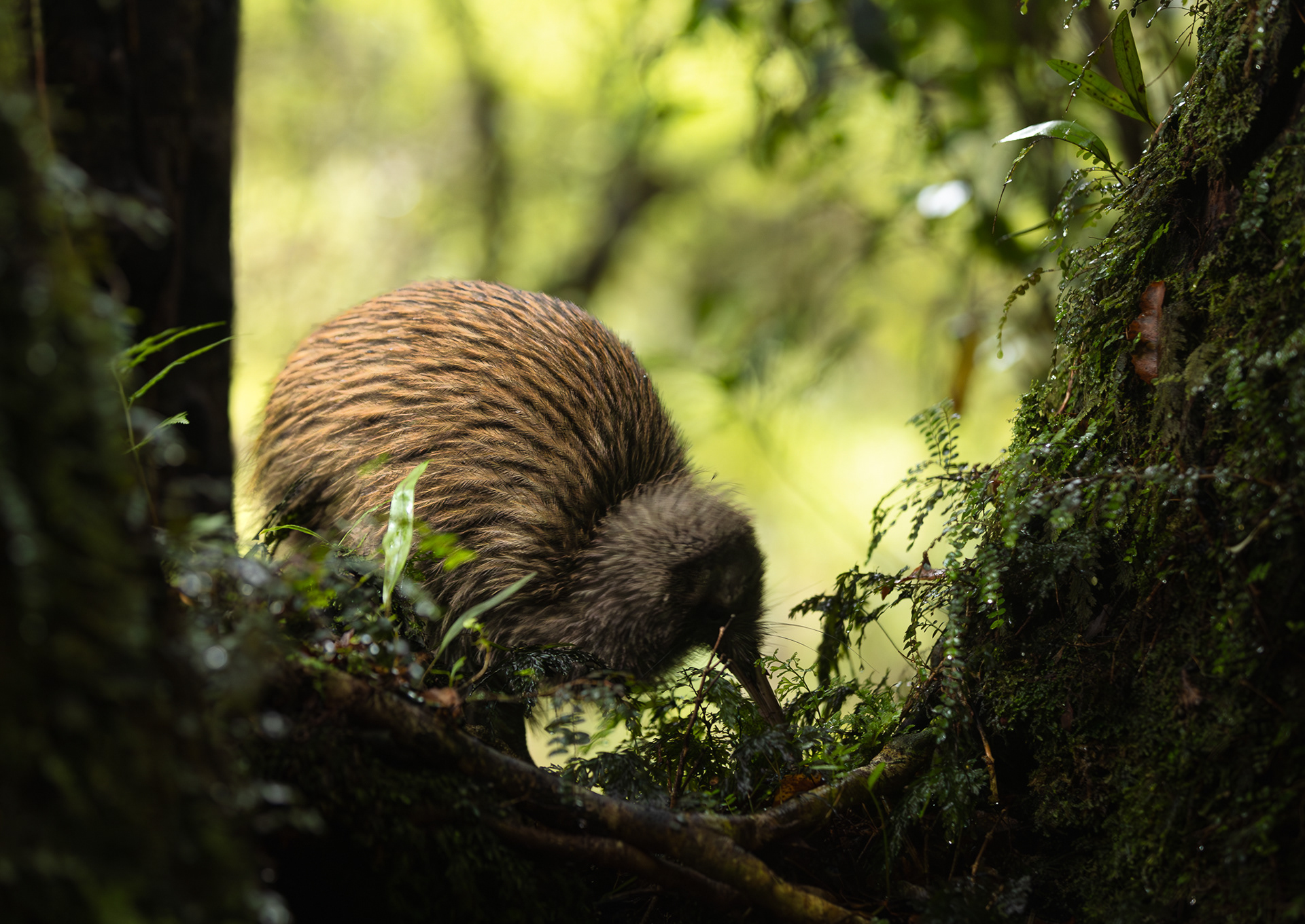 © Darren Creighton Photography  |  Rakiura  |  Tokoeka  |  Southern Brown Kiwi