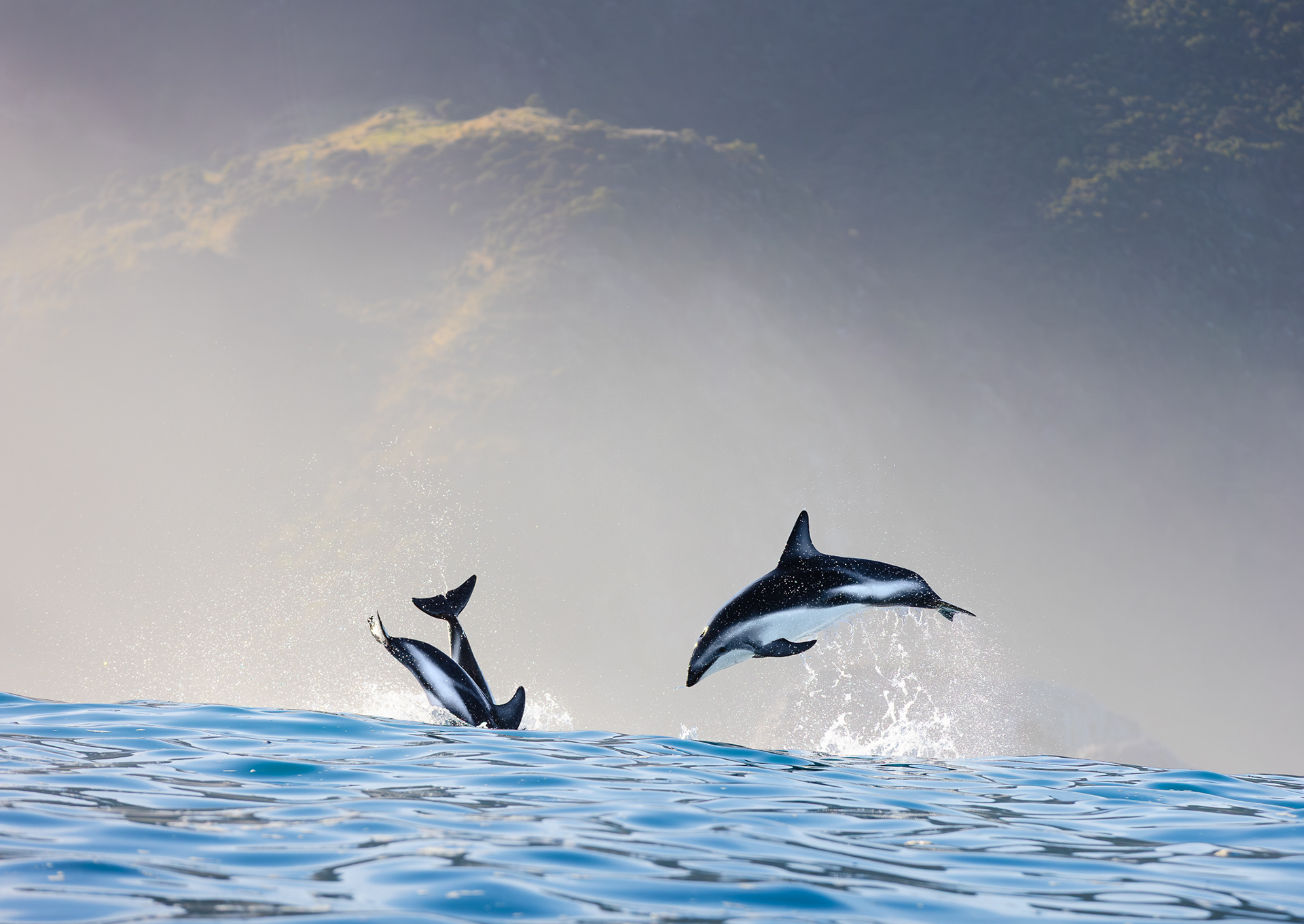 © Darren Creighton Photography  |  Kaikoura  |  Dusky Dolphins