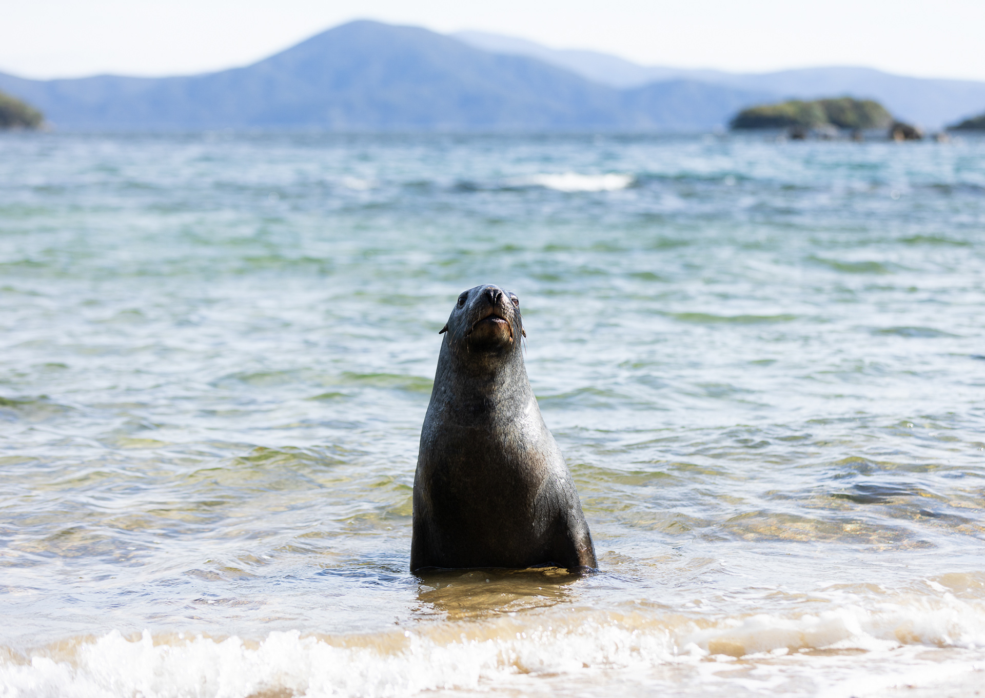 © Darren Creighton Photography | Rakiura | Pakake | NZ Sea Lion