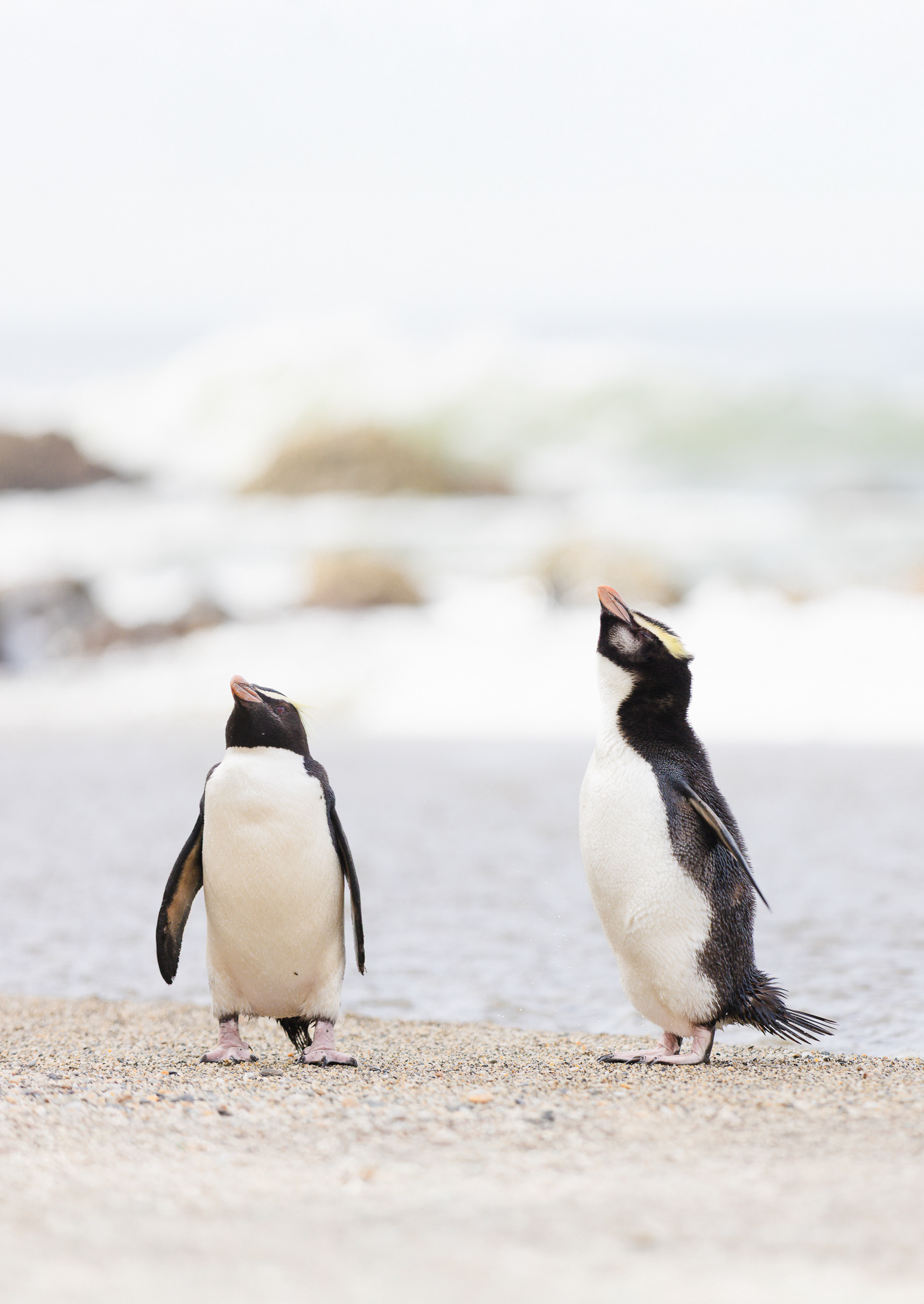 © Darren Creighton Photography | Tawaki | Fiordland Crested Penguin