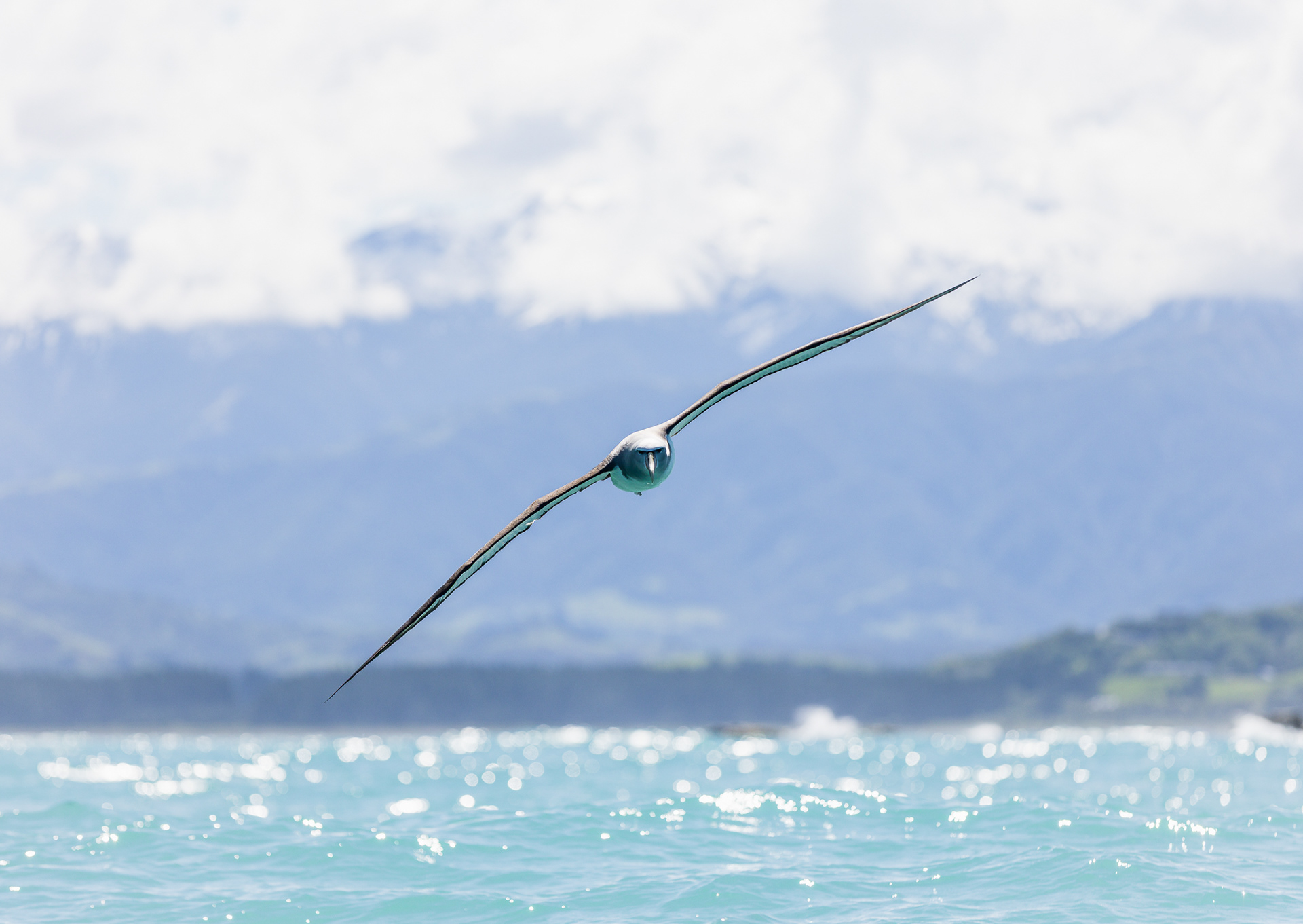 © Darren Creighton Photography | Kaikoura | Albatross
