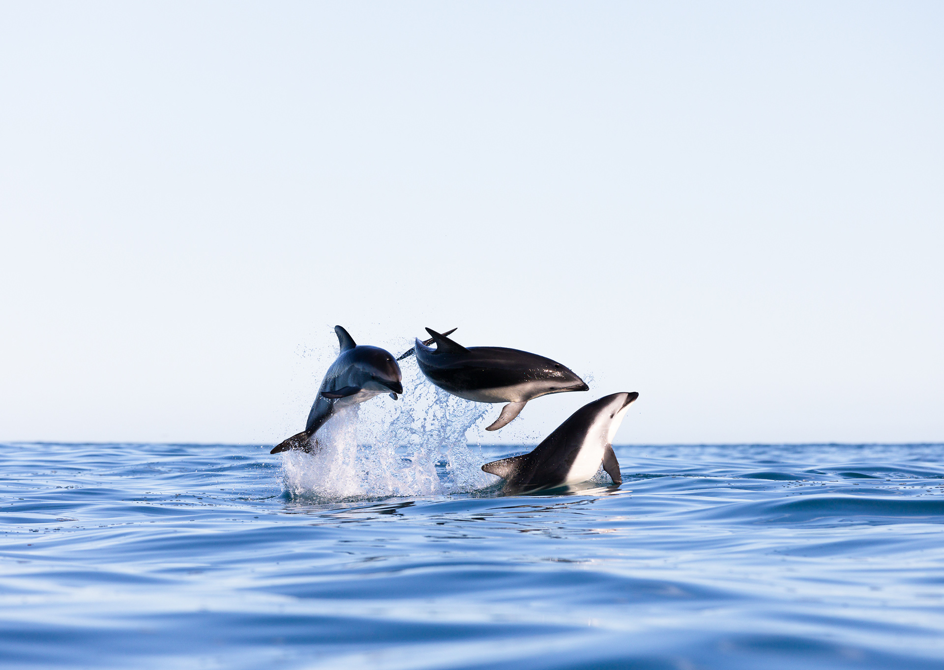 © Darren Creighton Photography | Kaikoura | Dusky Dolphin