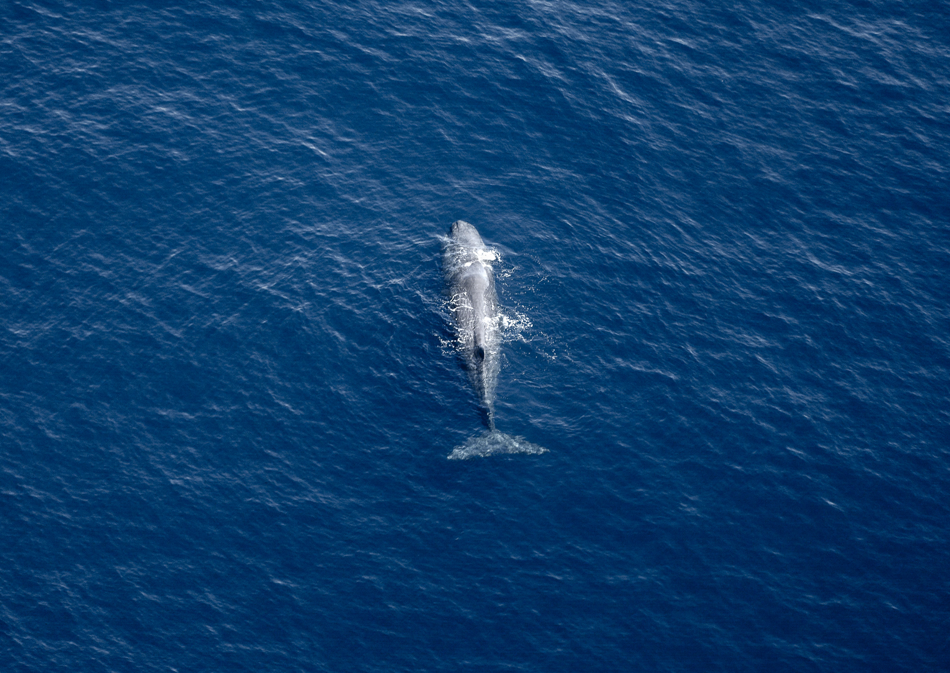 © Darren Creighton Photography  |  Kaikoura  |  Sperm Whale
