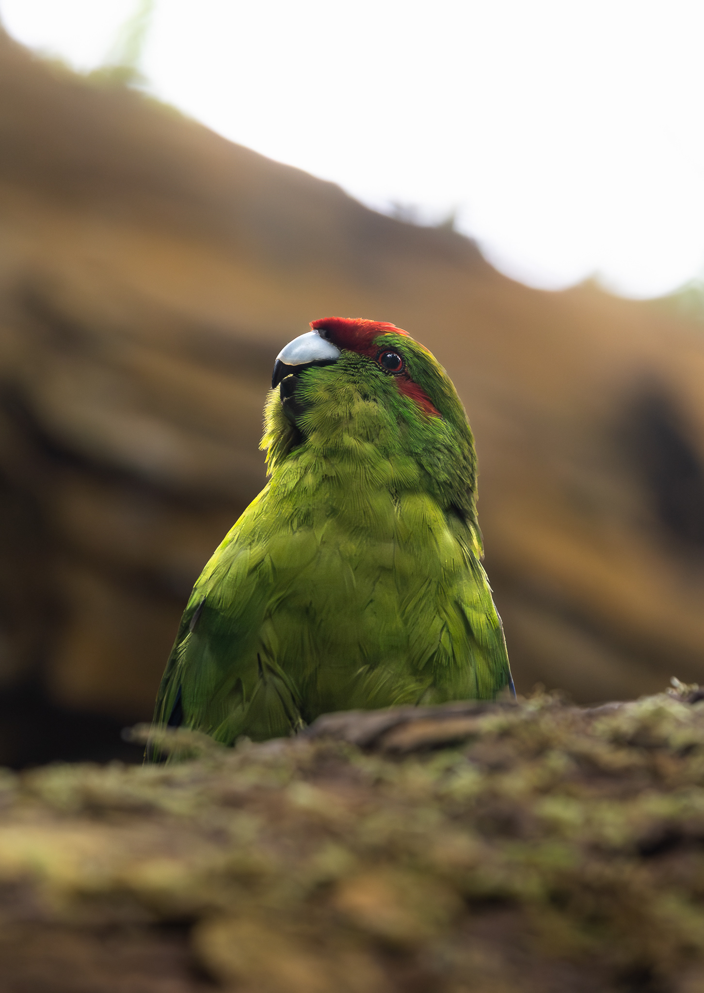 © Darren Creighton Photography  |  Kākāriki  |  Red-crowned Parakeet