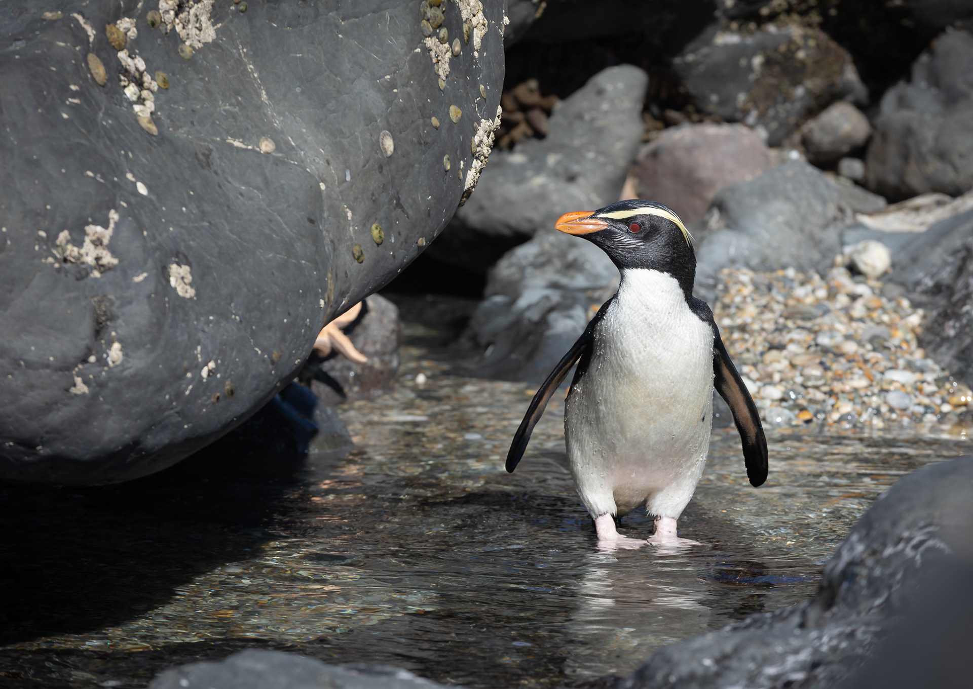 © Darren Creighton Photography | Tawaki | Fiordland Crested Penguin
