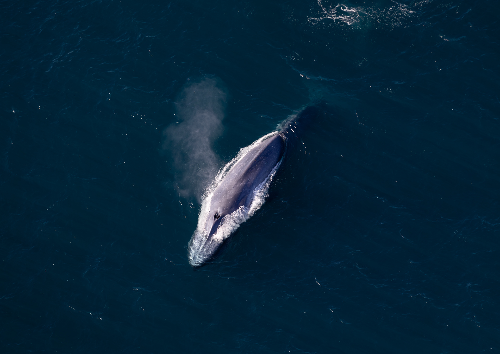 © Darren Creighton Photography  |  Kaikoura  |  Blue Whale