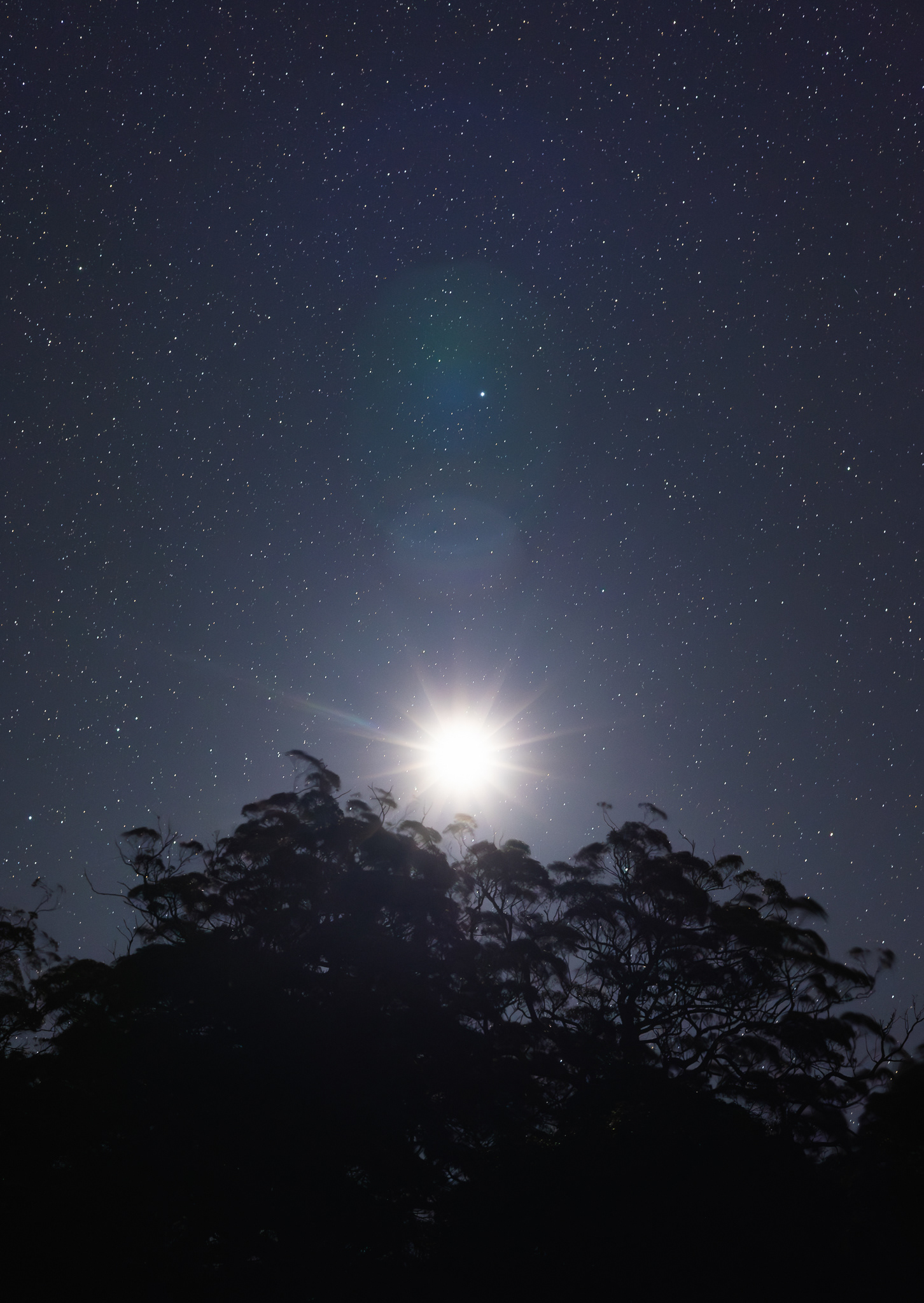 © Darren Creighton Photography  |  Bunya Mountains