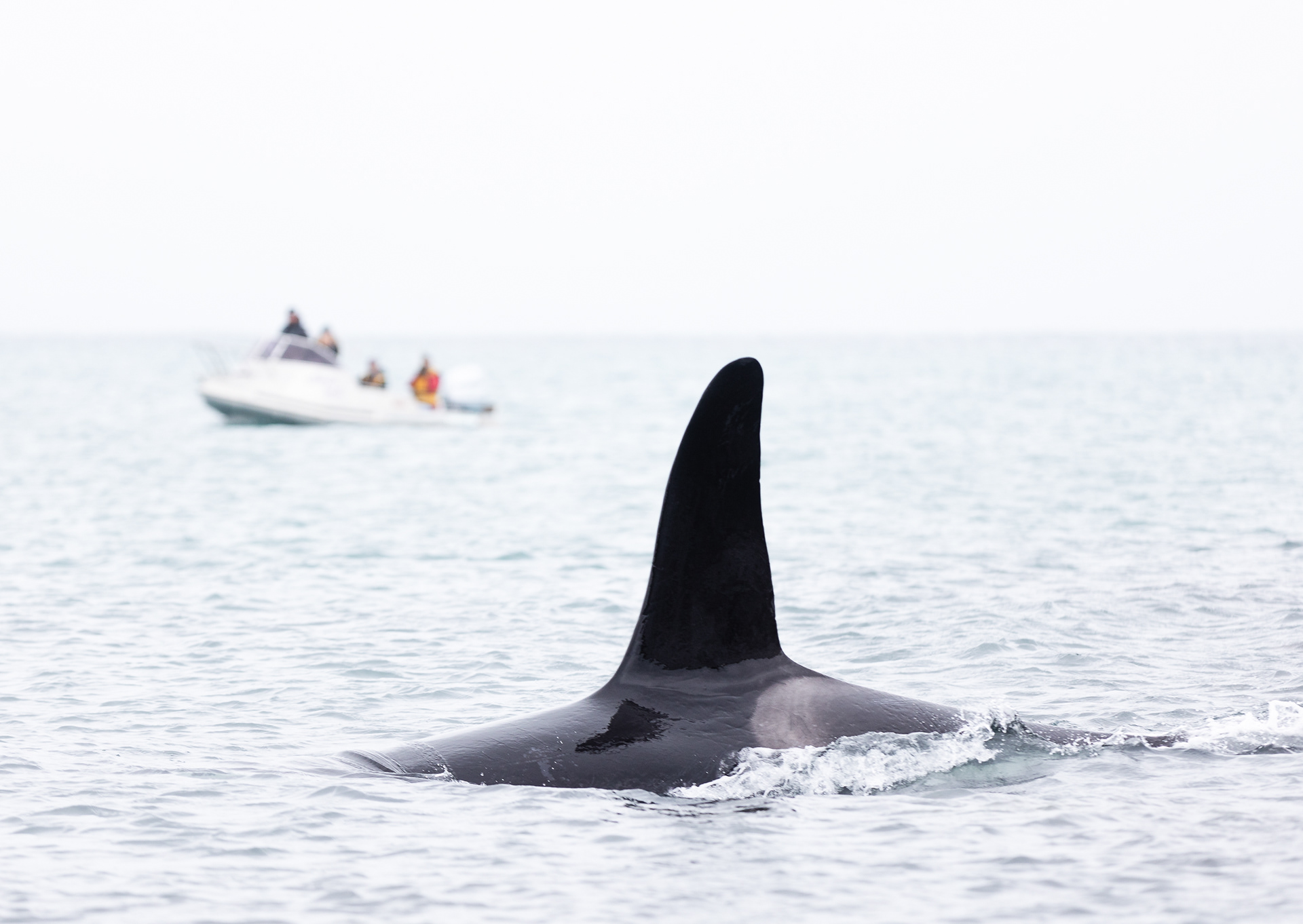 © Darren Creighton Photography | Kaikoura