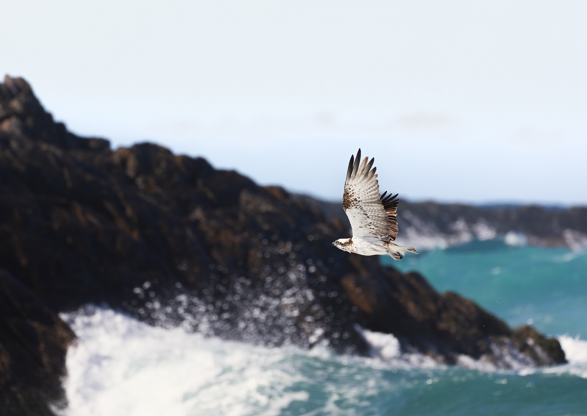 © Darren Creighton Photography  |  Osprey at Seal Rocks