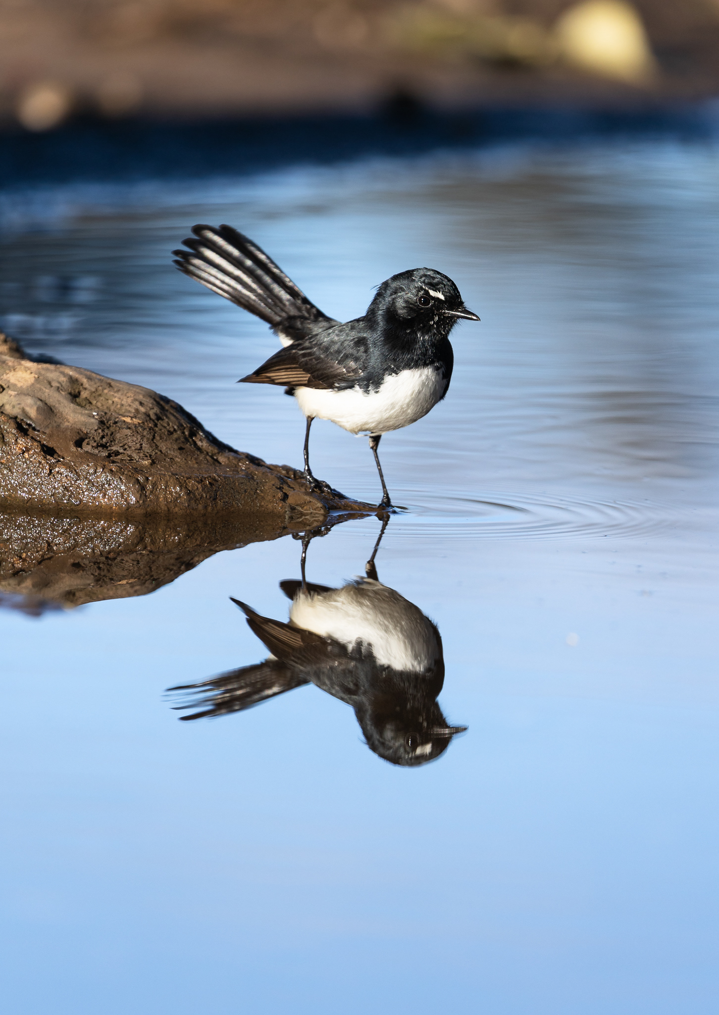 © Darren Creighton Photography  |  Willy Wagtail